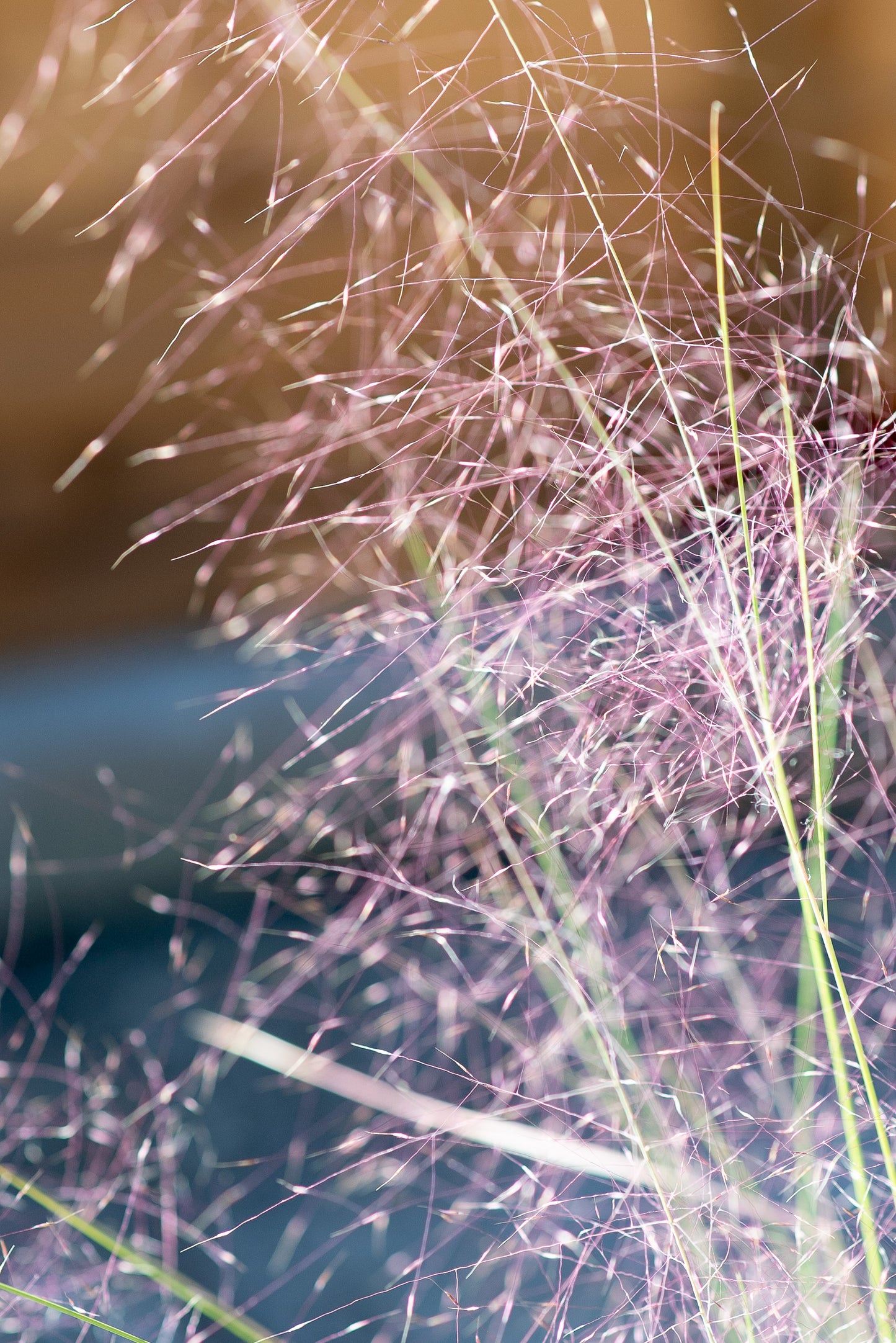 Muhlenbergia