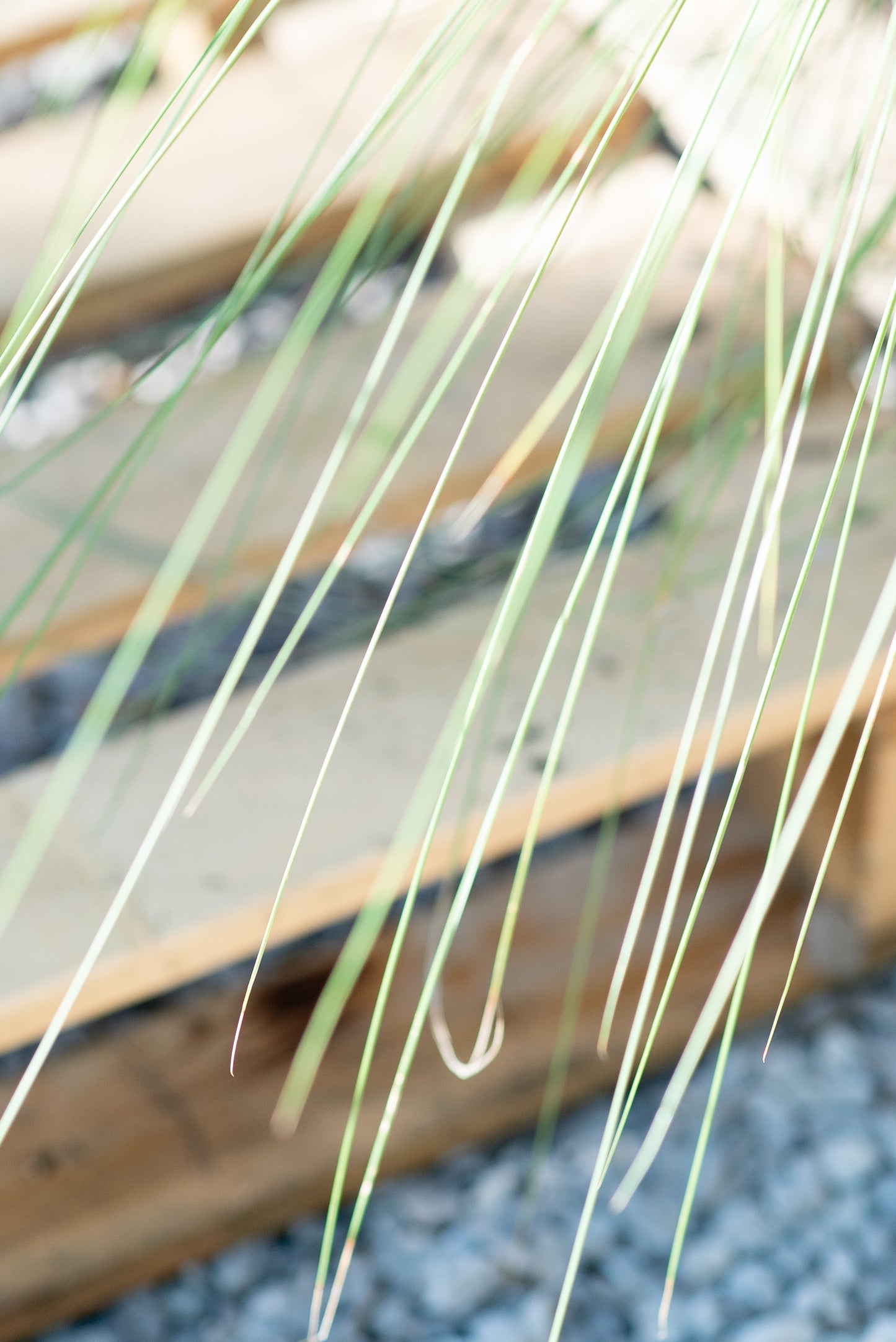Muhlenbergia