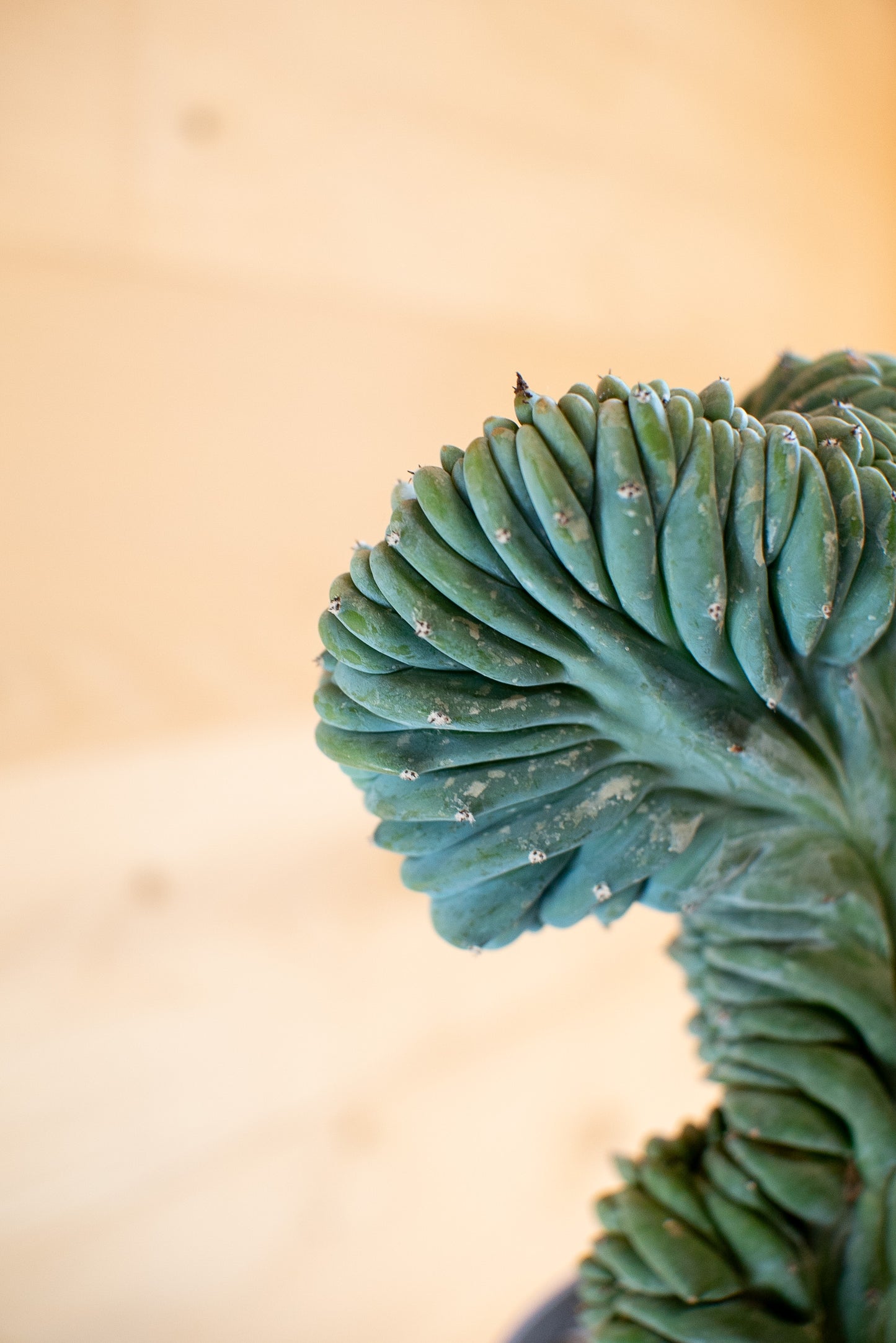Myrtillocactus Crestato