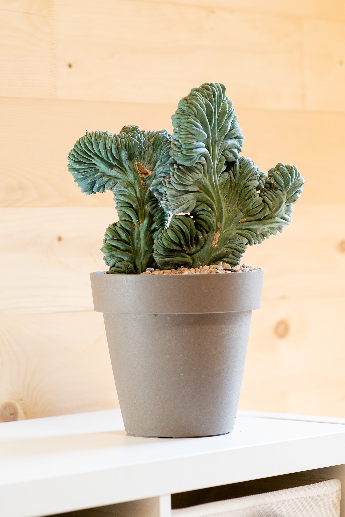 Myrtillocactus Crestato