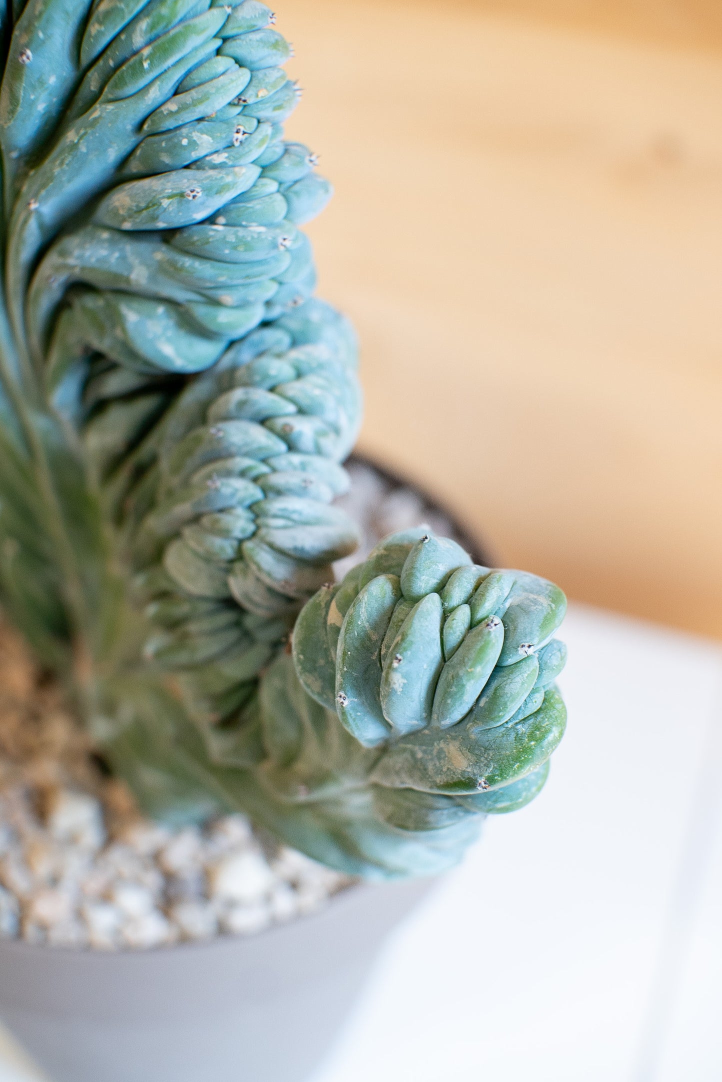Myrtillocactus Crestato