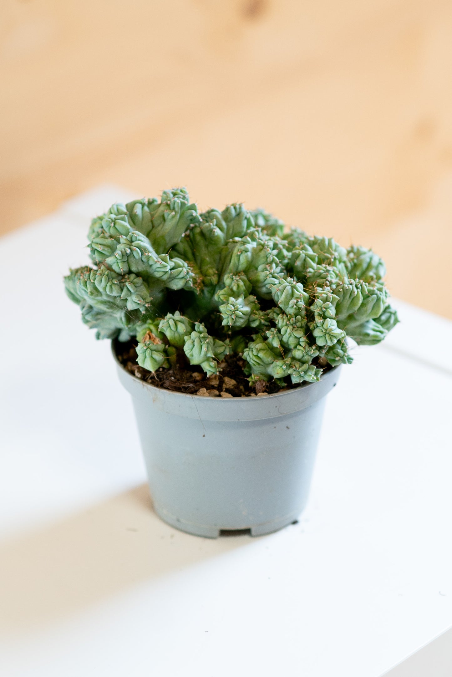 Myrtillocactus Crestato Mini
