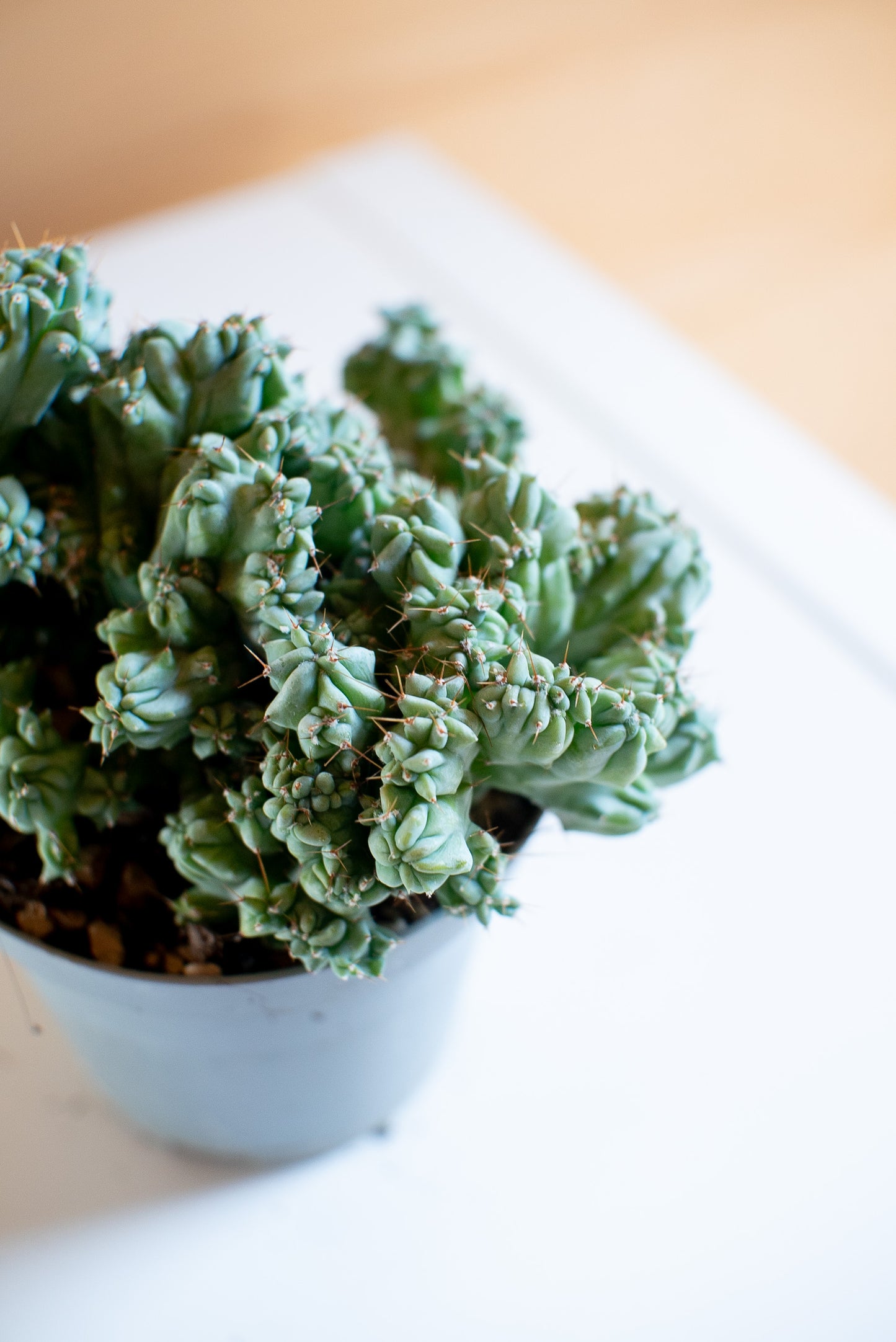 Myrtillocactus Crestato Mini