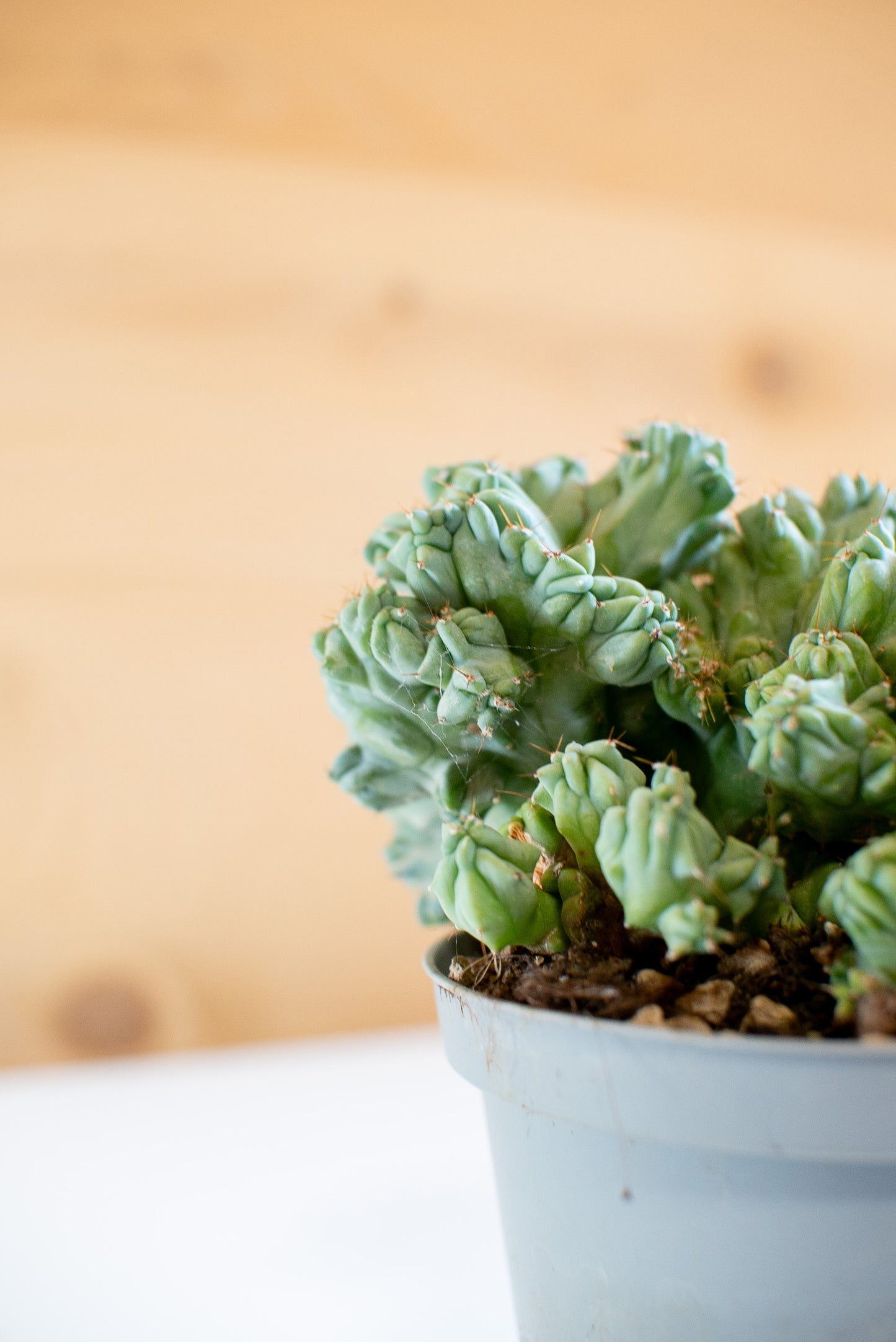 Myrtillocactus Crestato Mini