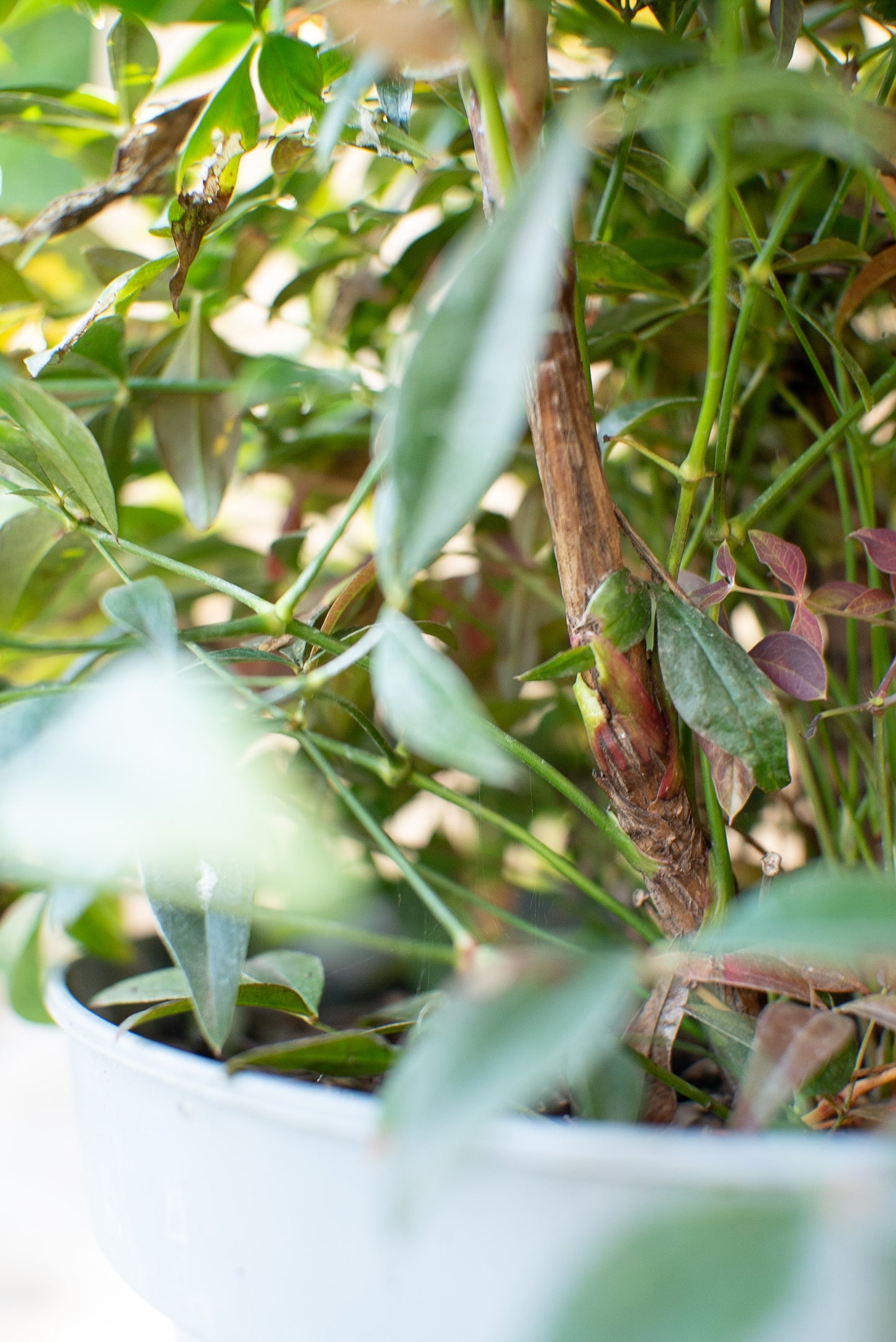Nandina Domestica