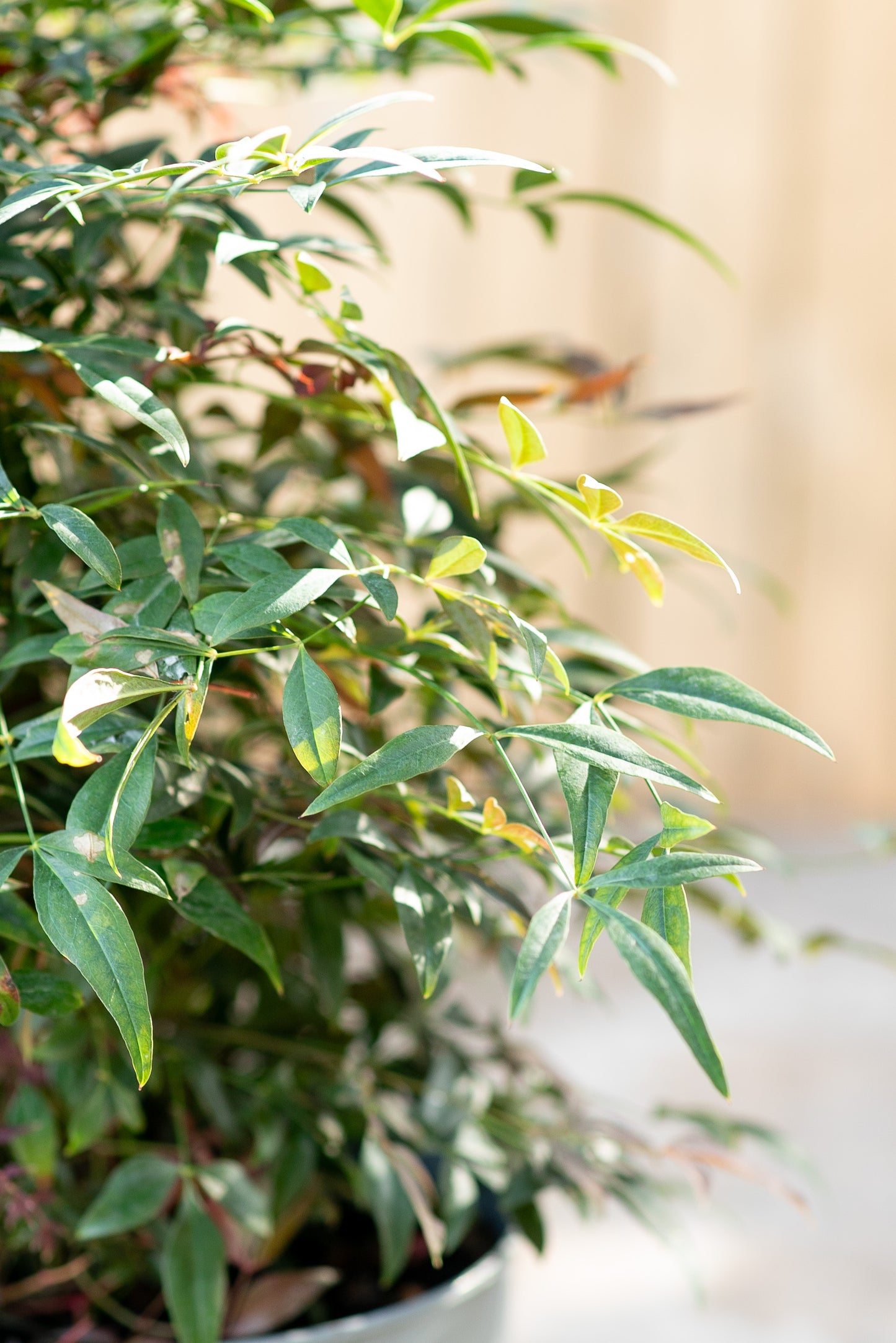 Nandina Domestica