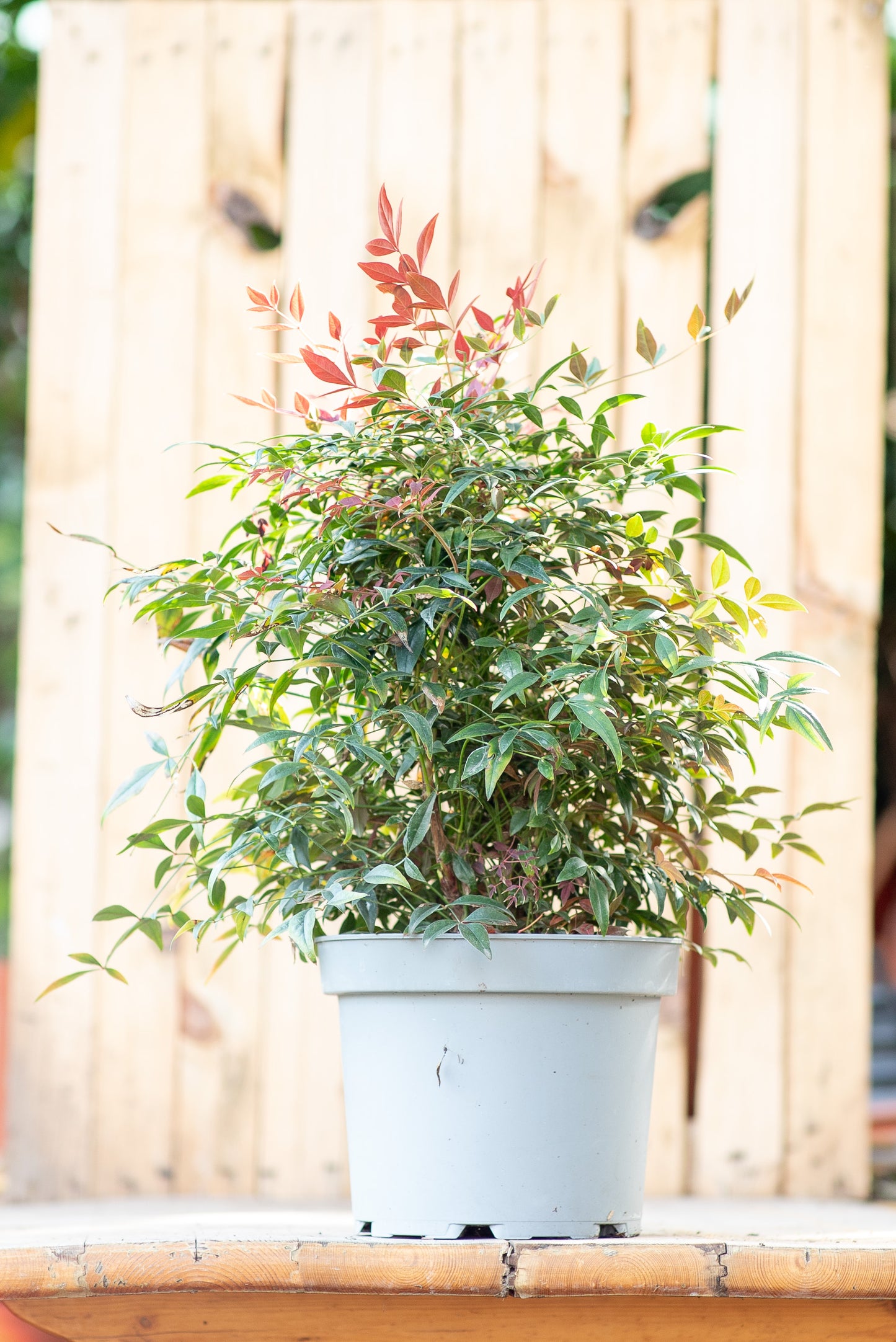 Nandina Domestica