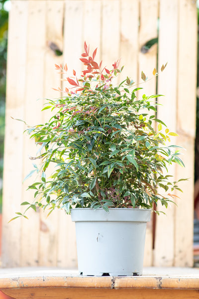 Nandina Domestica
