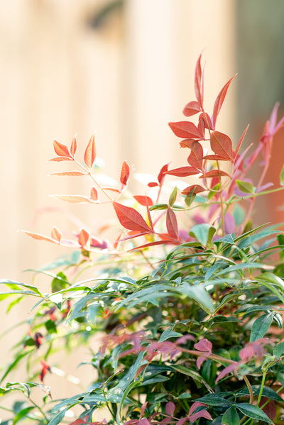 Nandina Domestica
