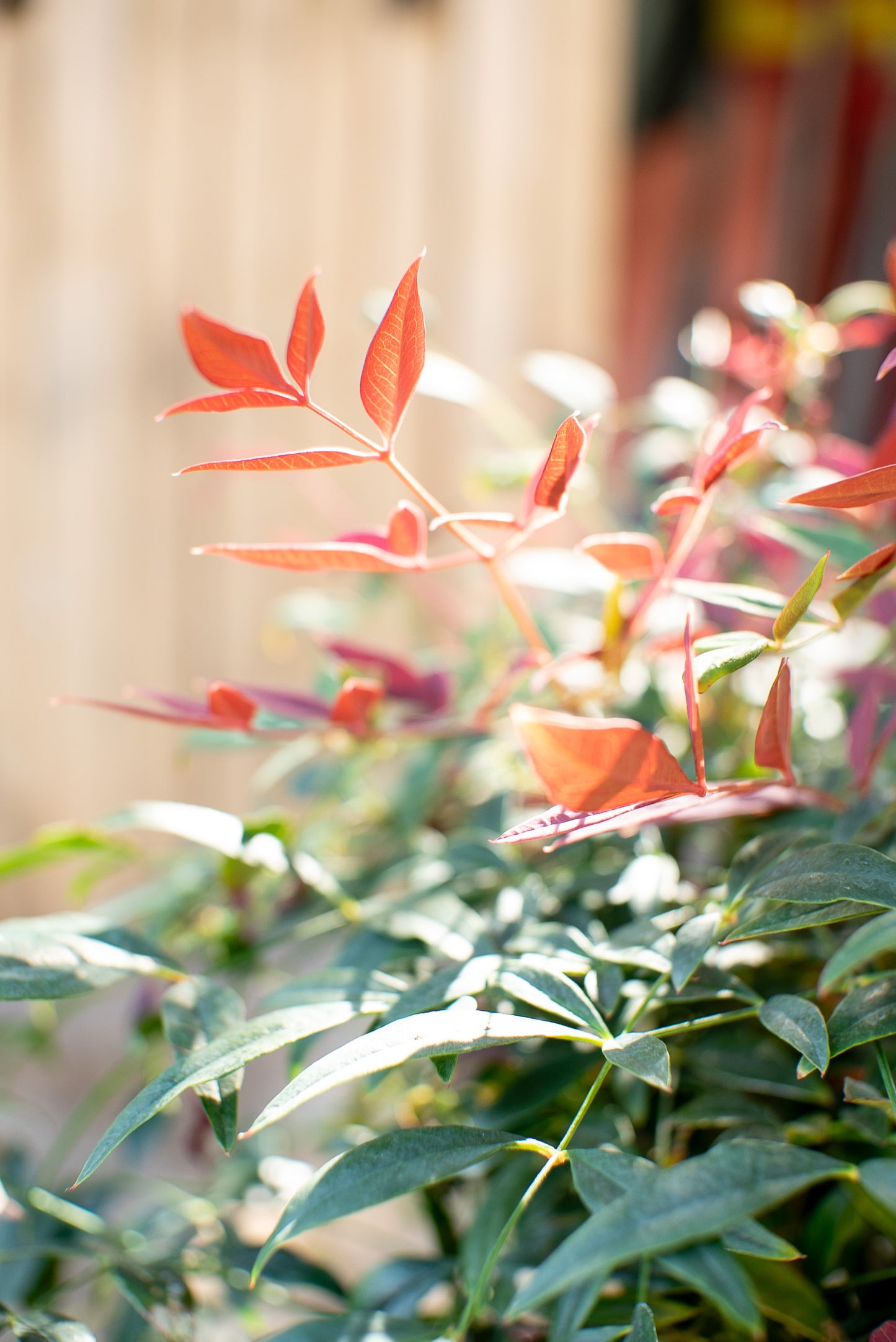 Nandina Domestica