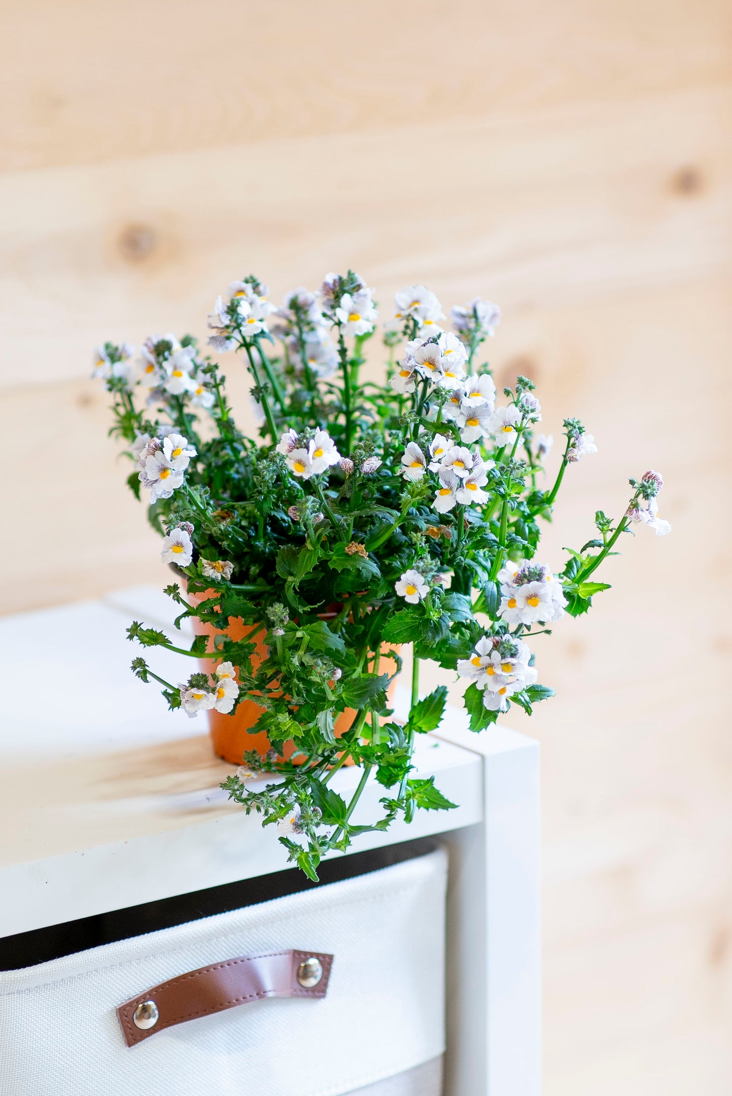 Nemesia