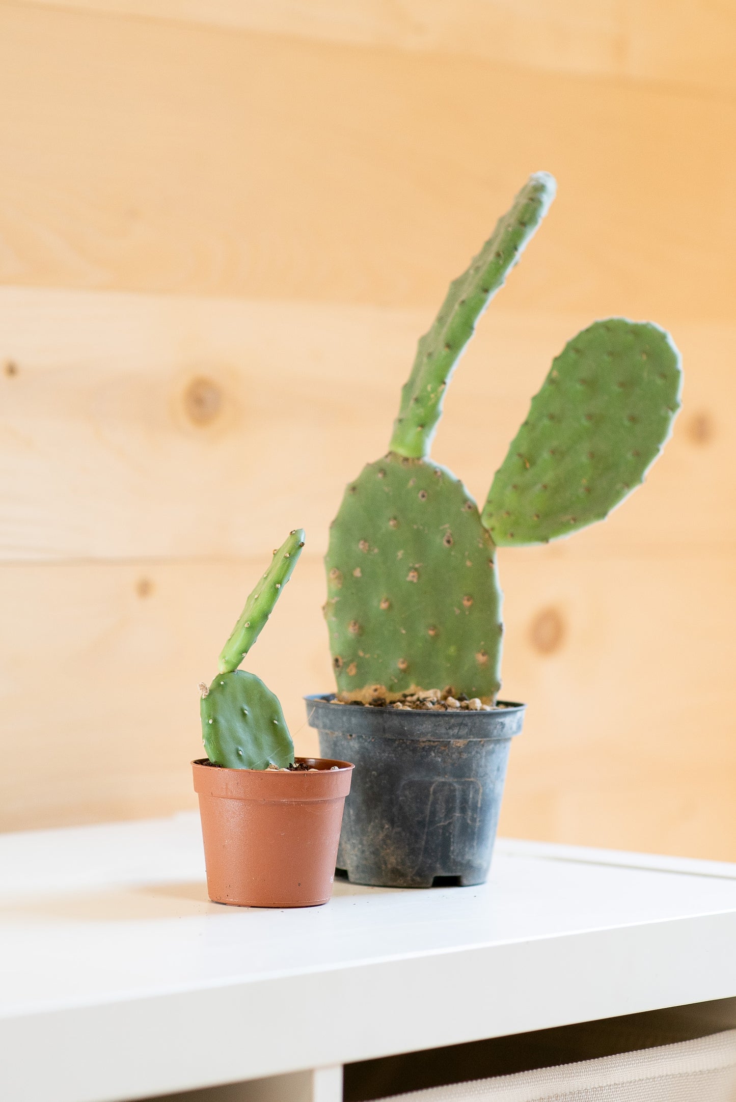 Opuntia