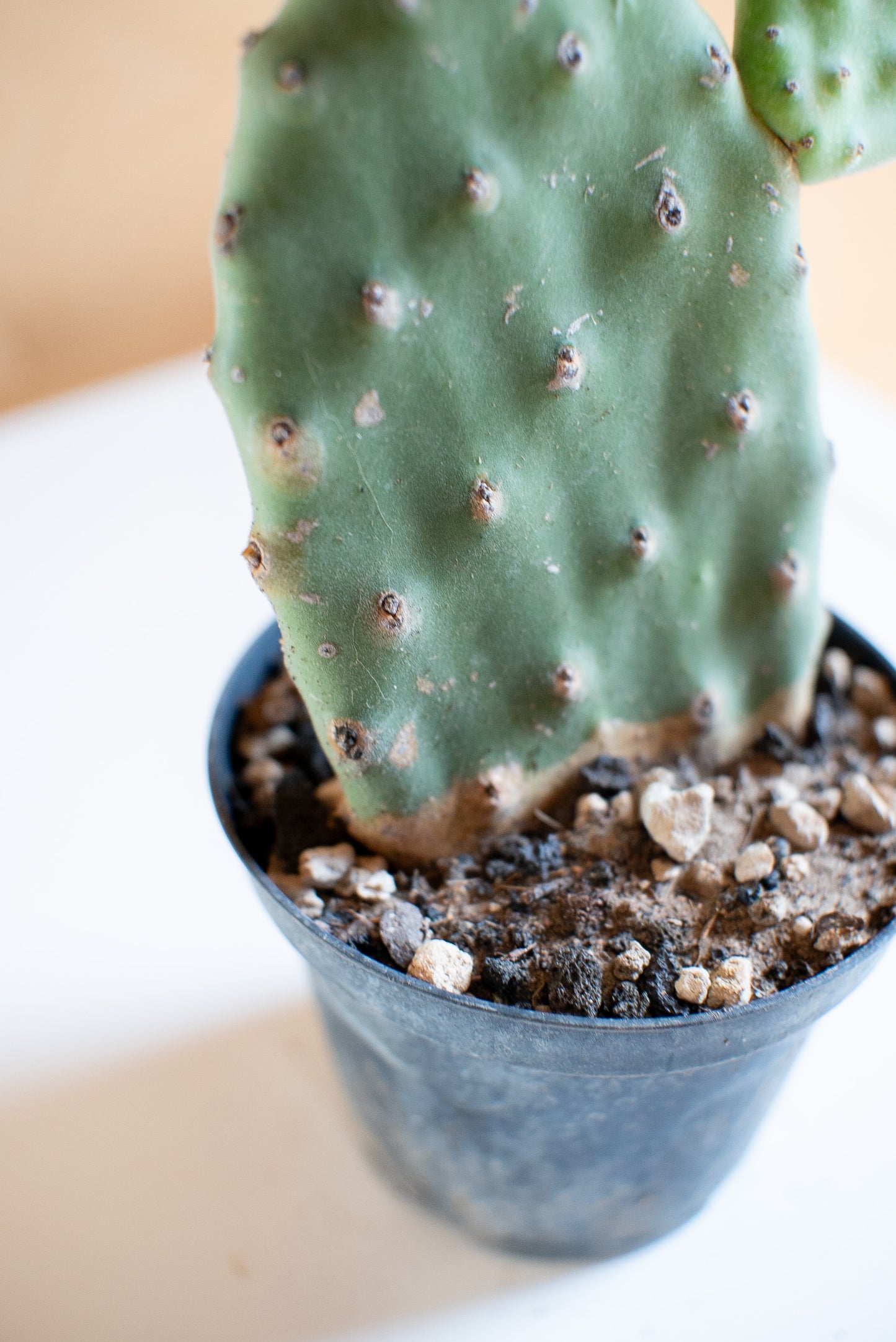 Opuntia
