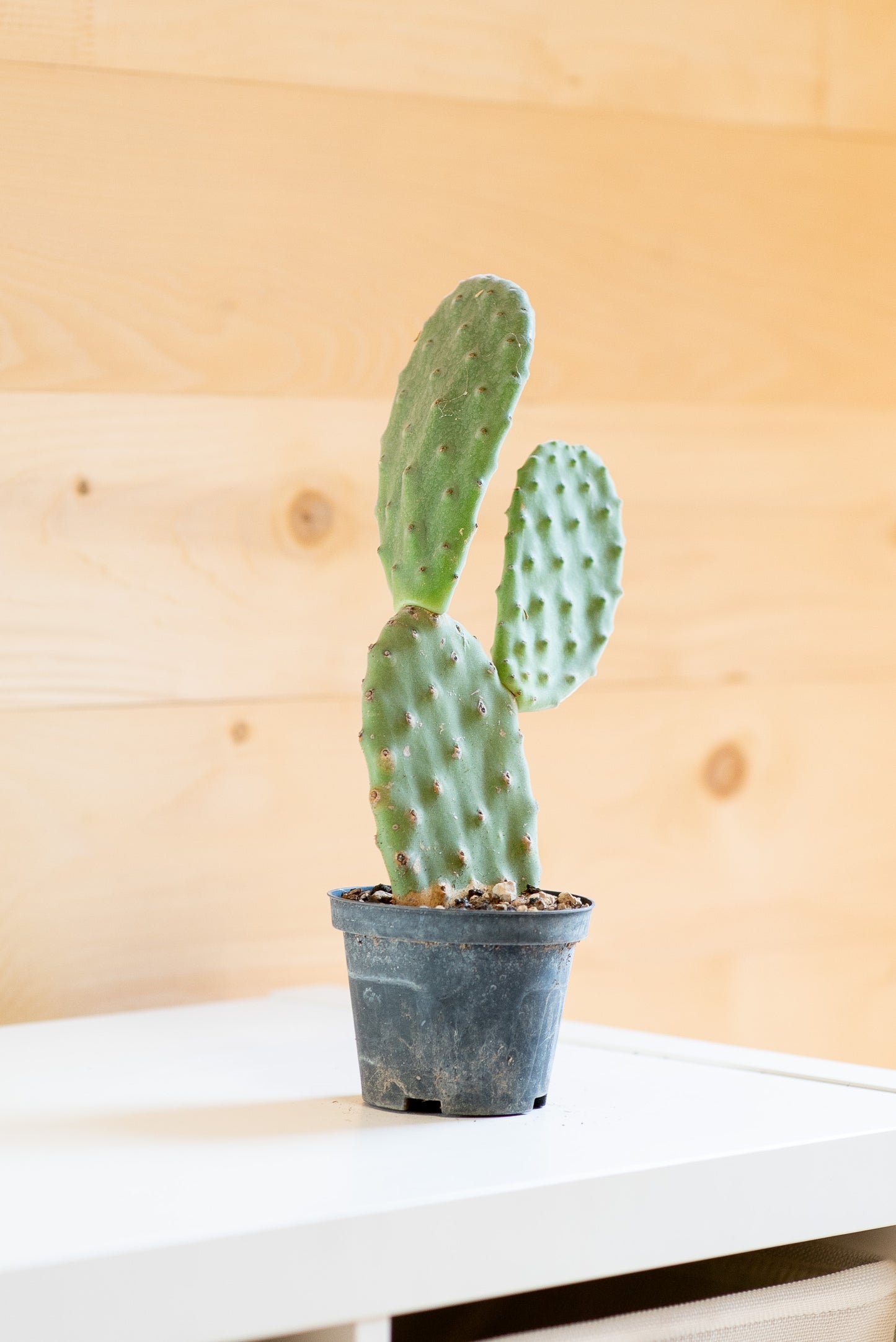 Opuntia