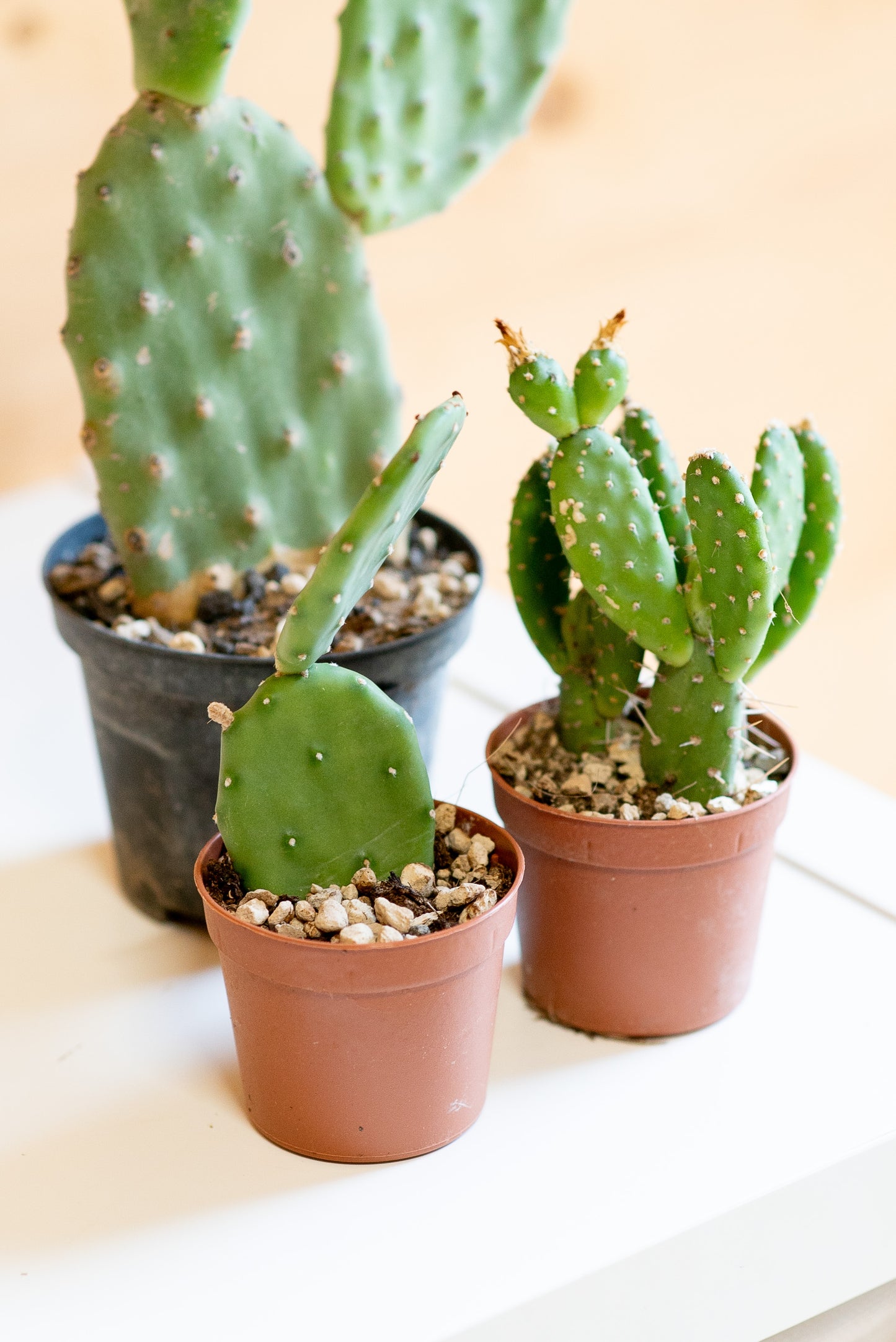 Opuntia