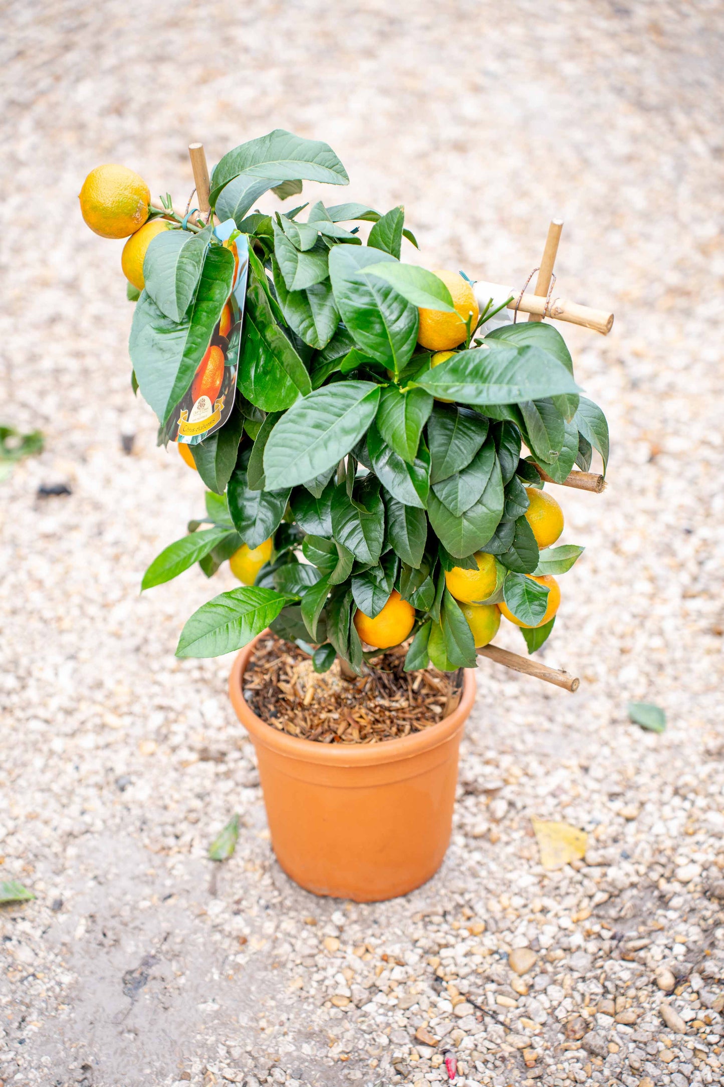 Arancio d'Otaiti su Spalliera a Ventaglio - Agrume Ornamentale