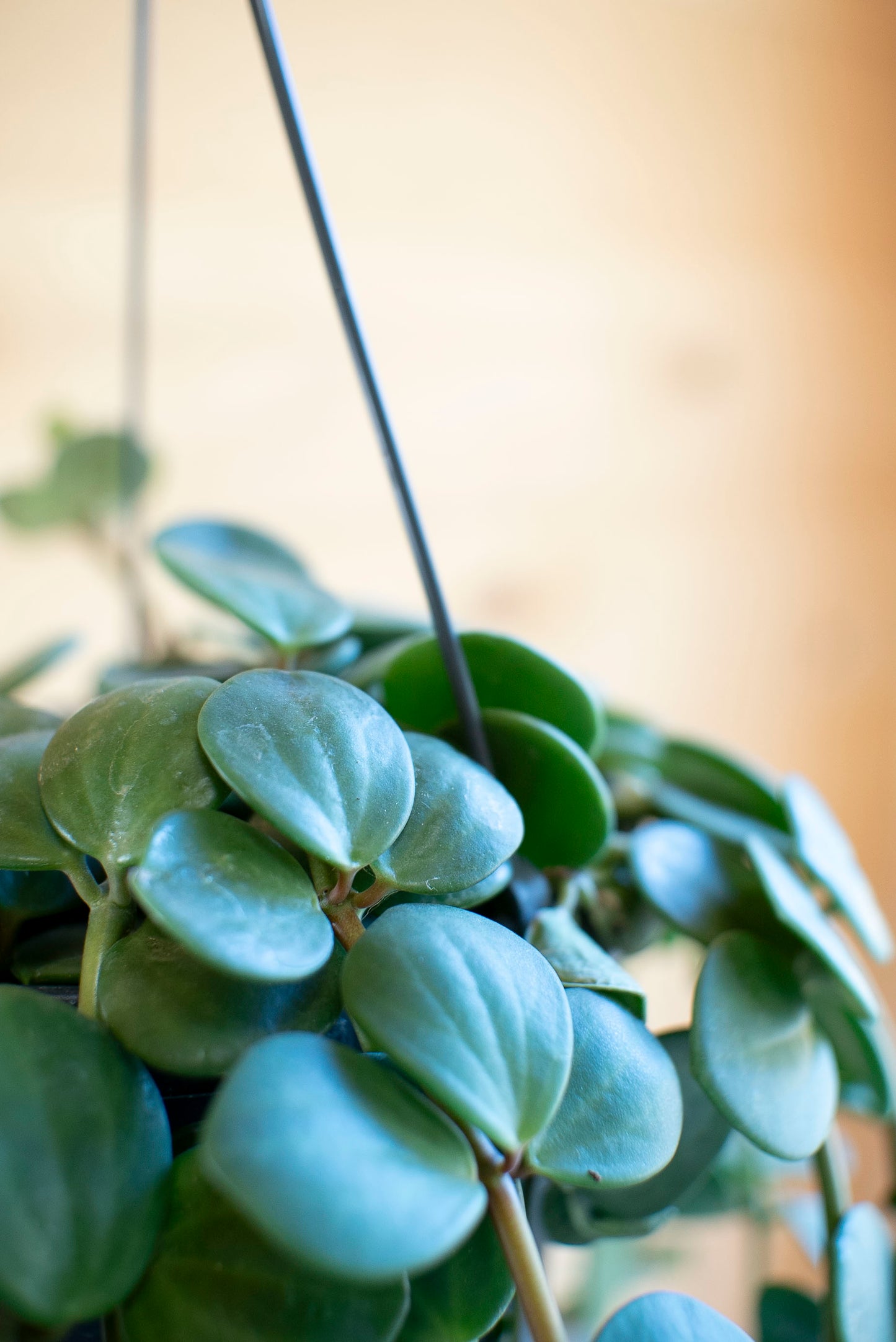 Peperomia Hope