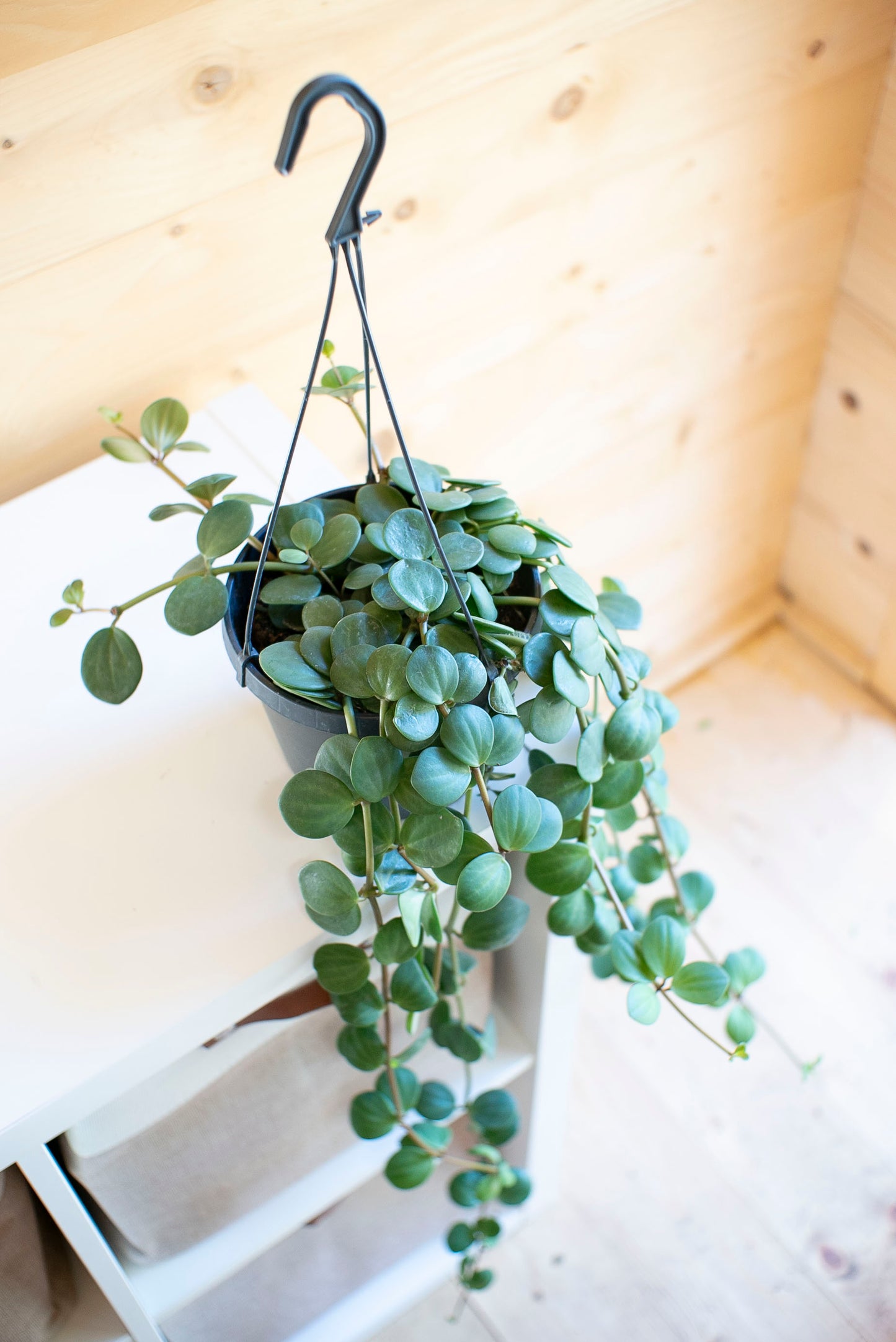 Peperomia Hope