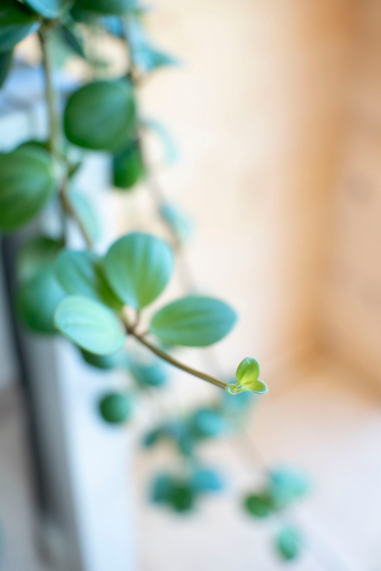 Peperomia Hope