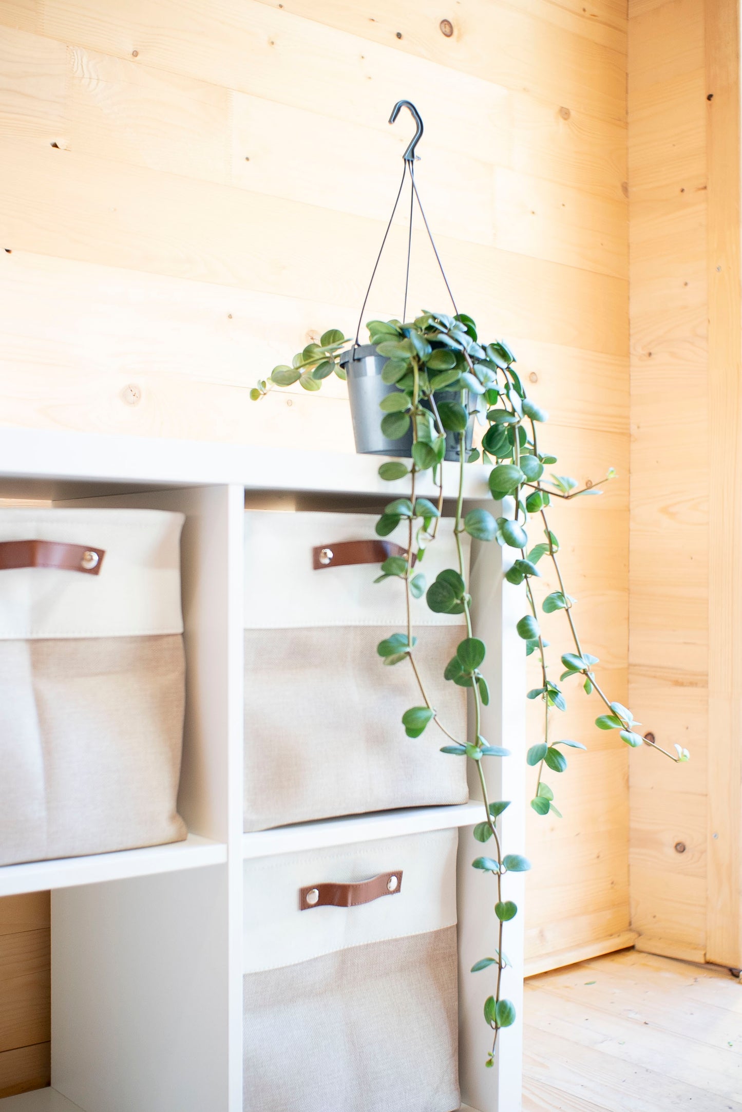 Peperomia Hope