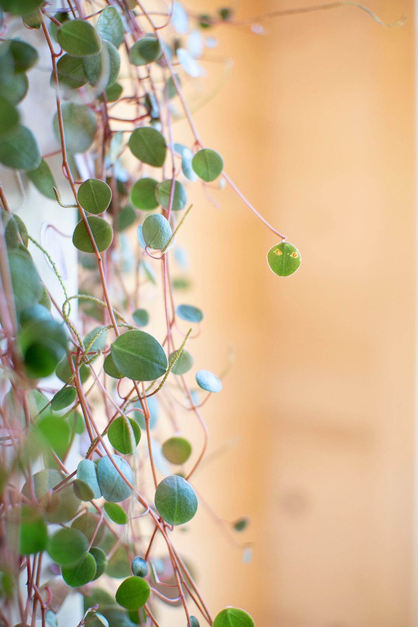 Peperomia Pepperspot