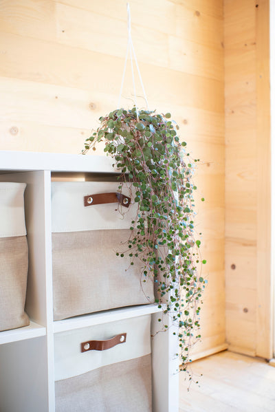 Peperomia Pepperspot