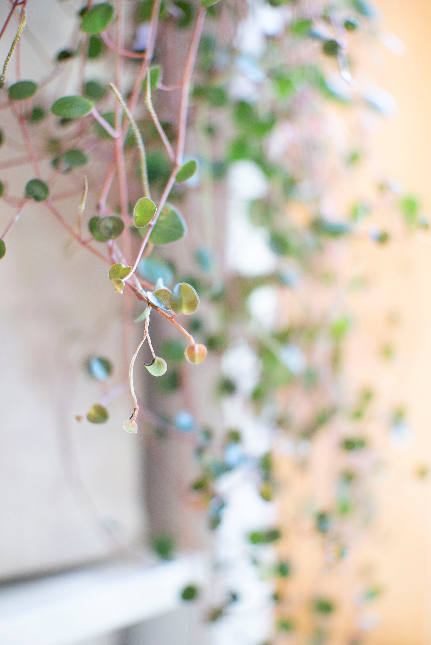 Peperomia Pepperspot