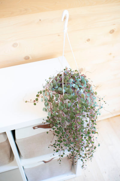 Peperomia Pepperspot