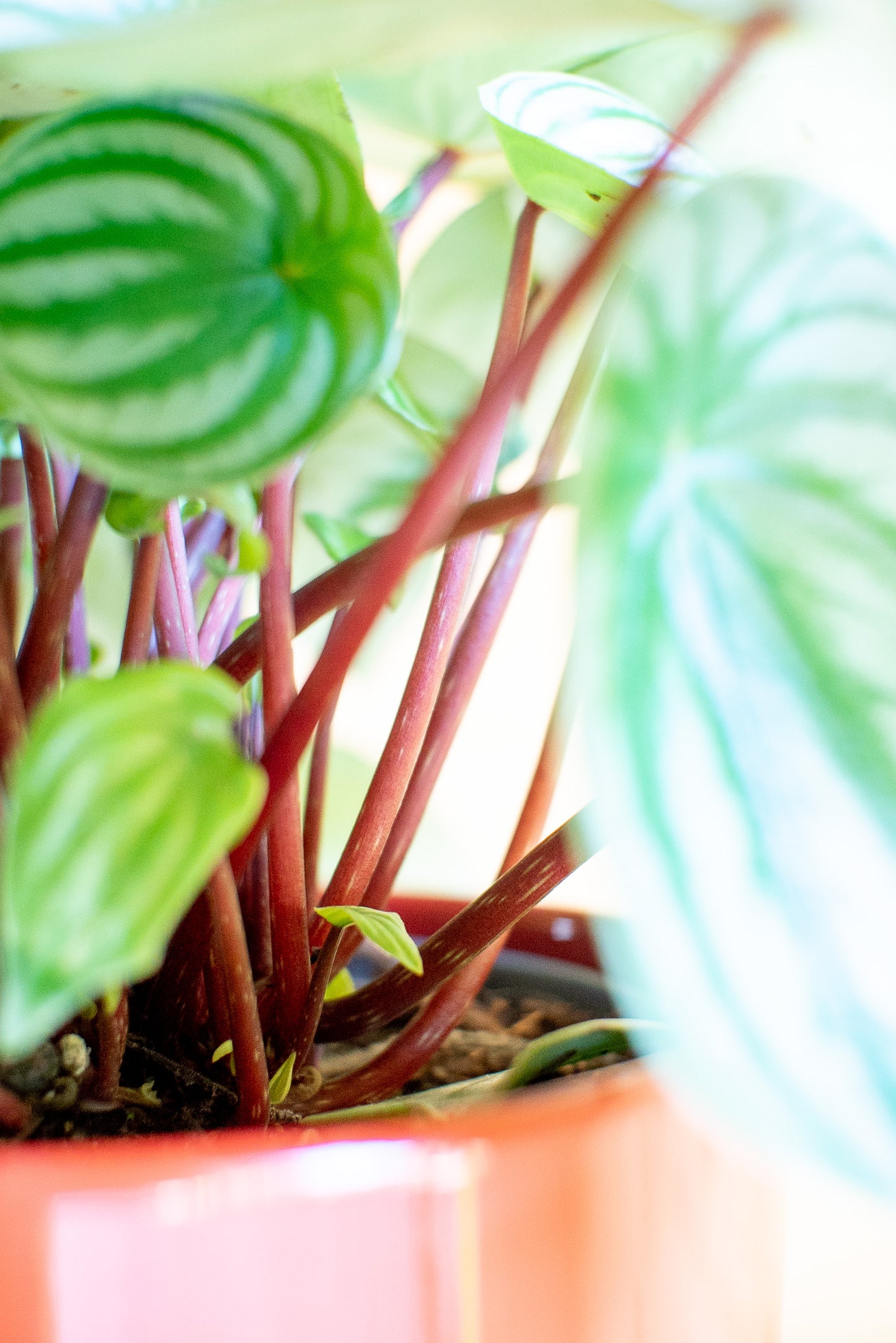 Peperomia Watermelon