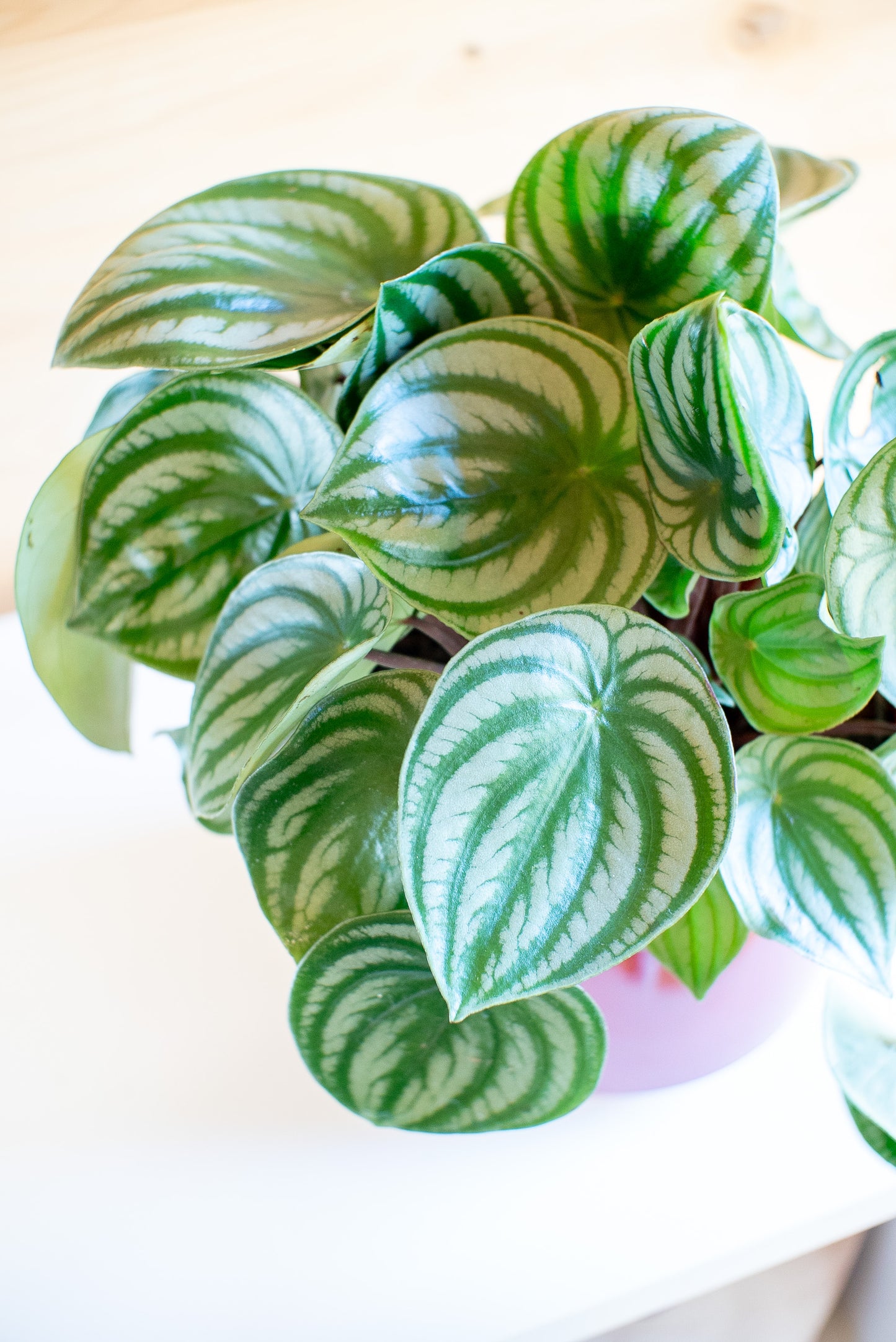 Peperomia Watermelon