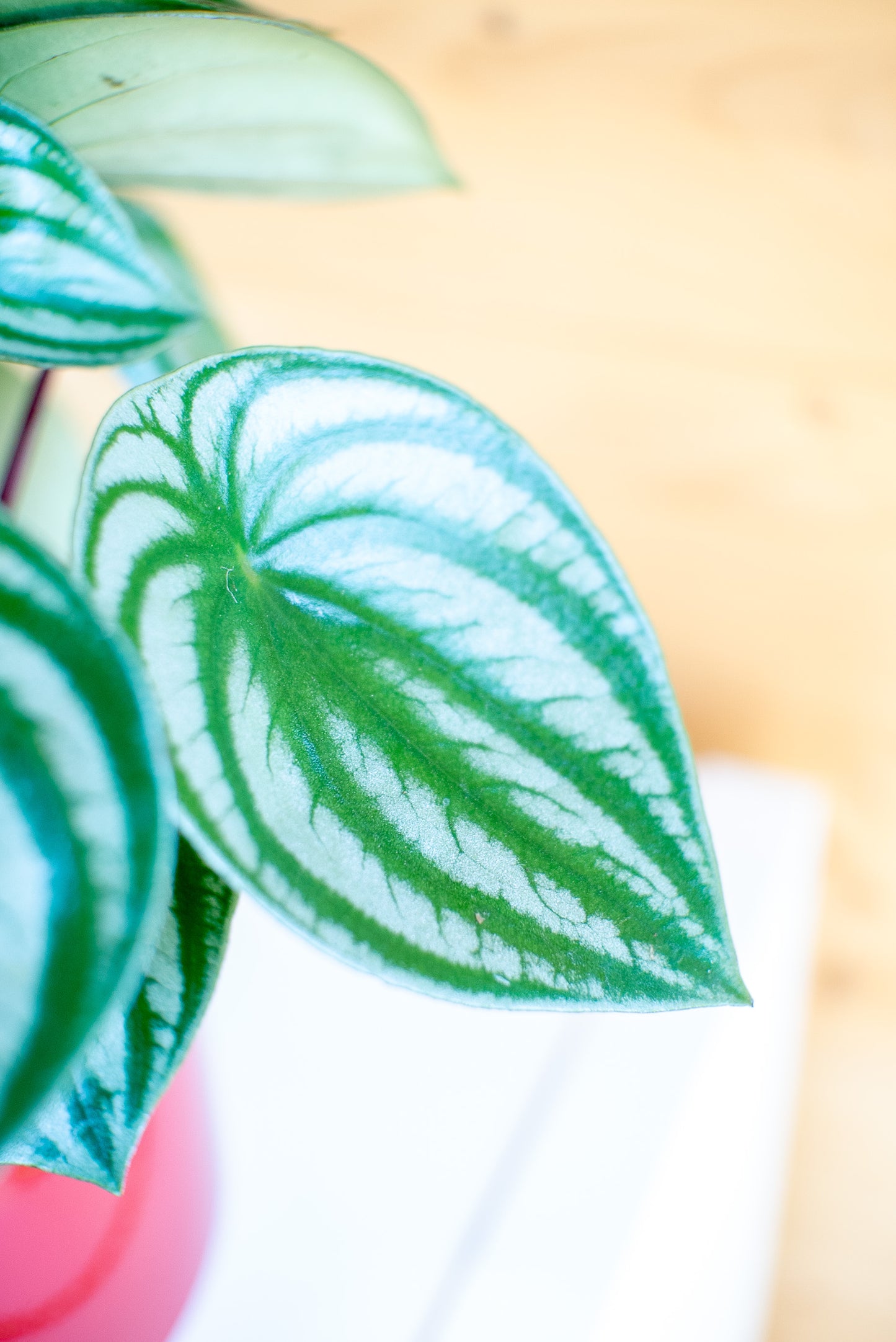 Peperomia Watermelon