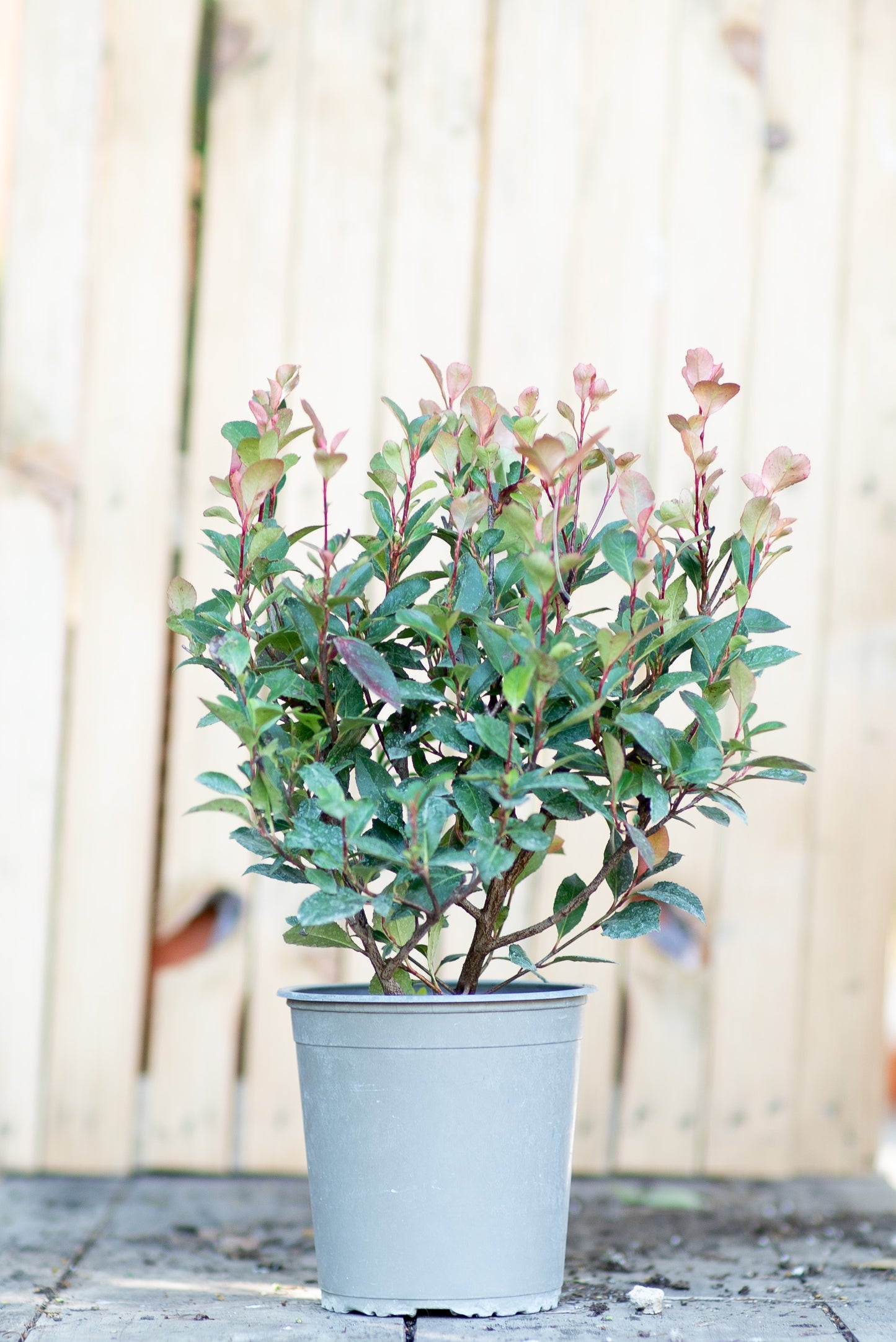 Photinia Nana