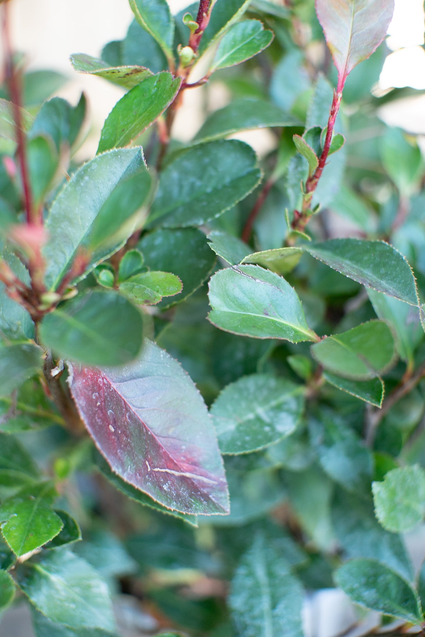 Photinia Nana