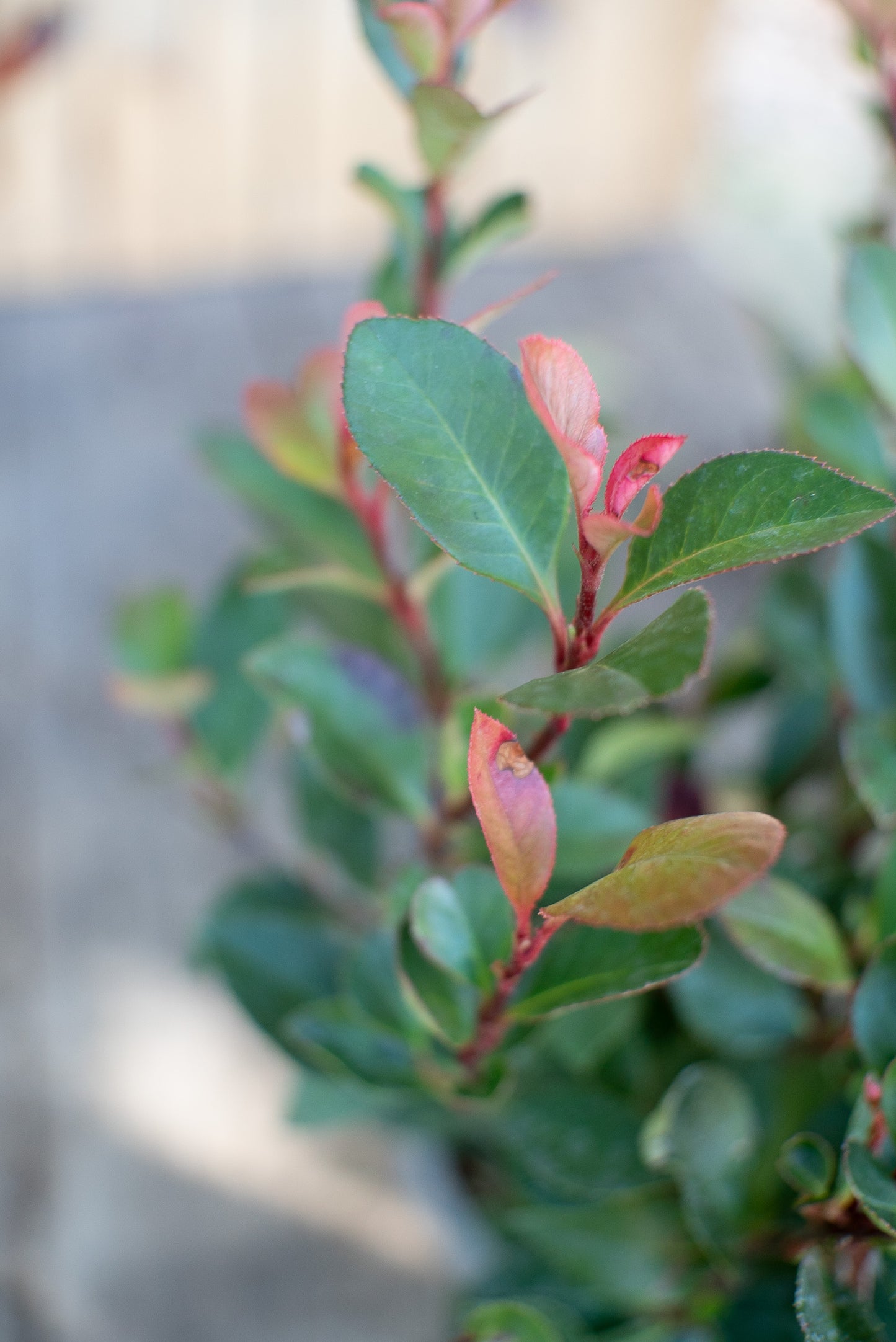 Photinia Nana