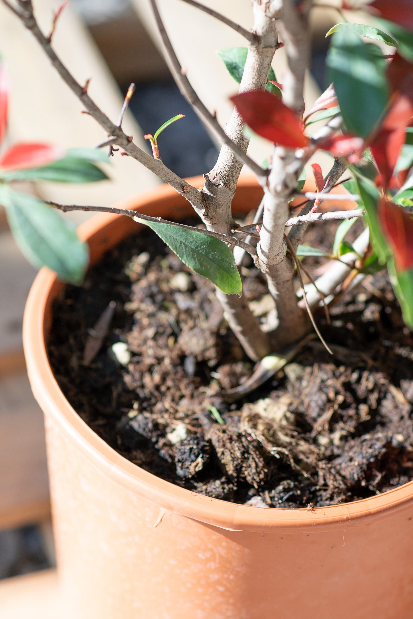 Photinia Red Robin