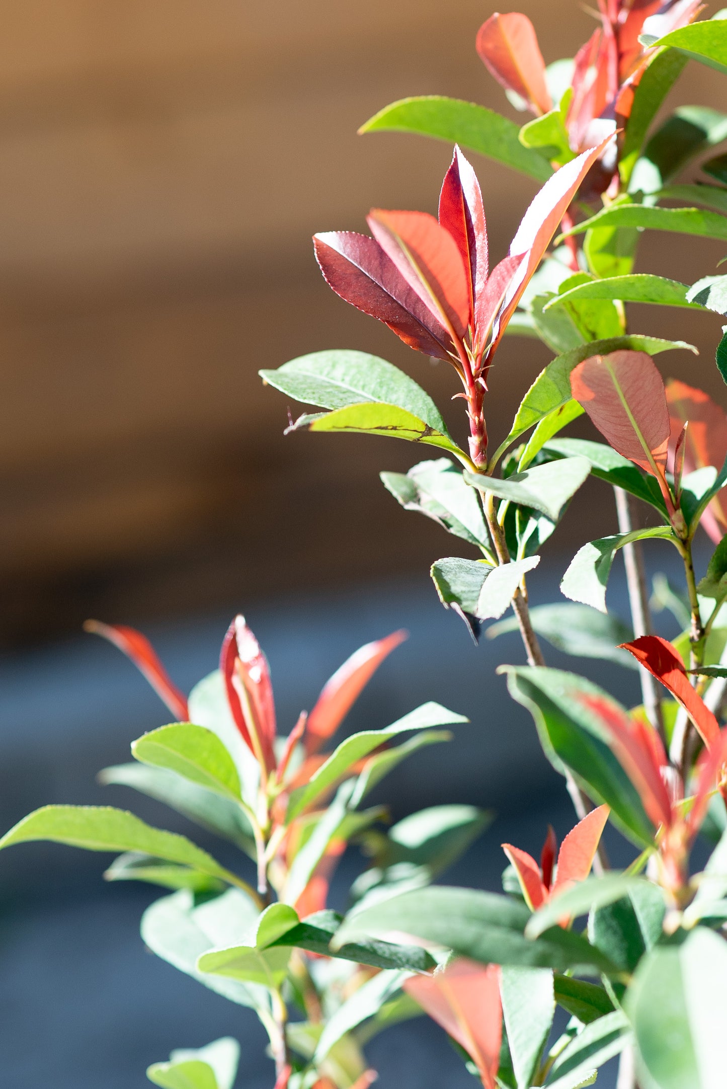Photinia Red Robin