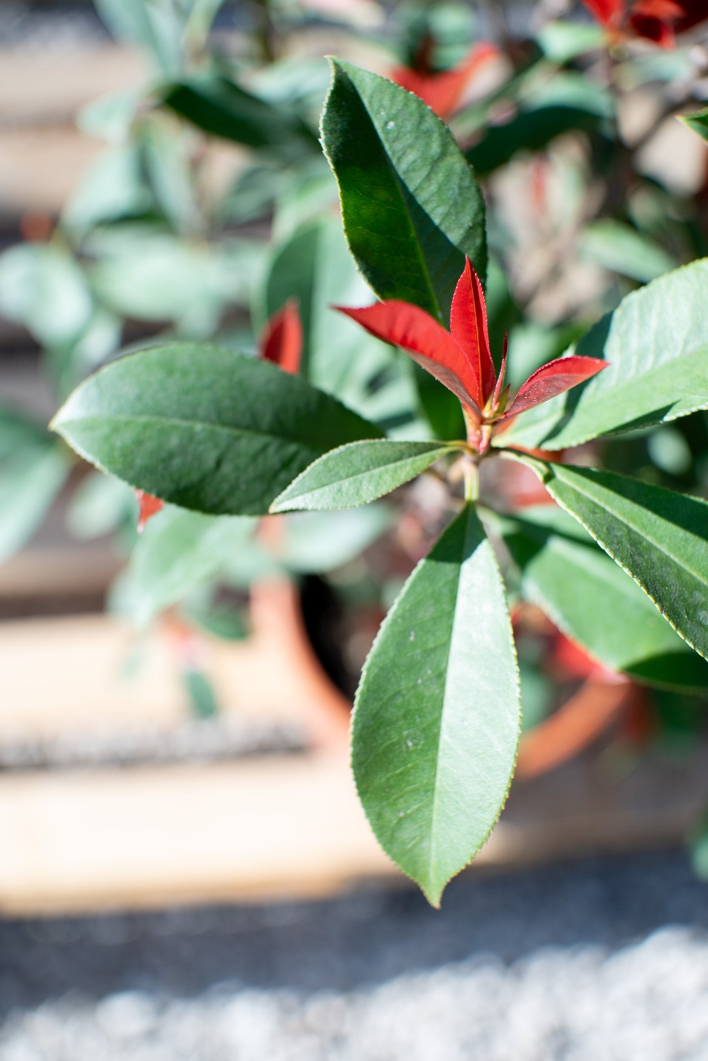 Photinia Red Robin