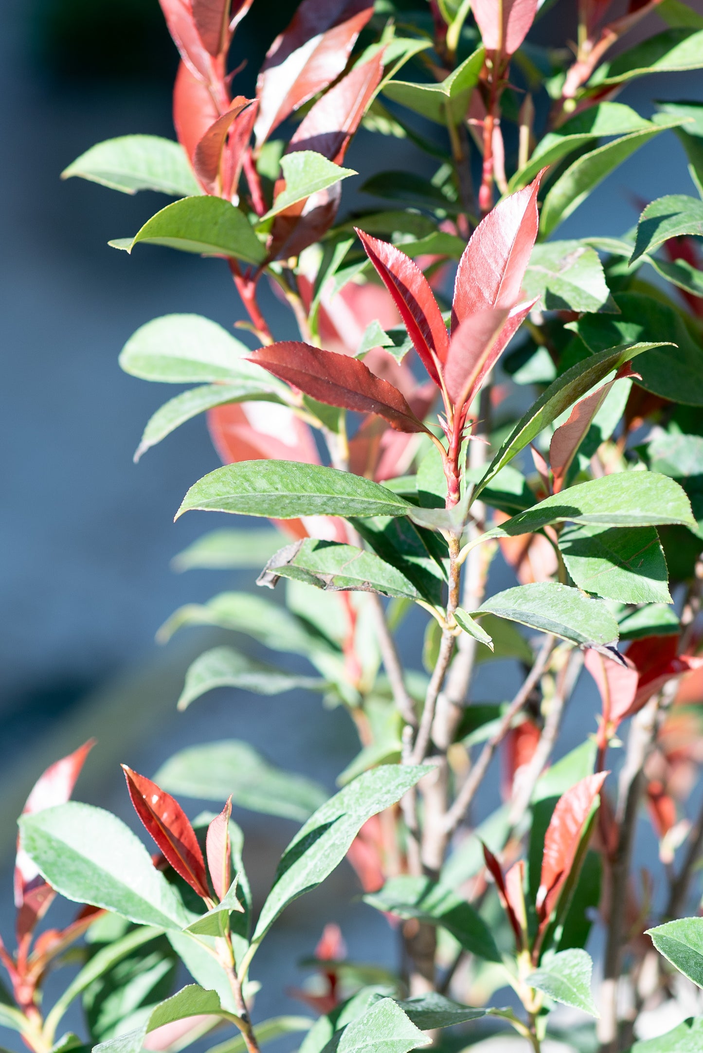 Photinia Red Robin
