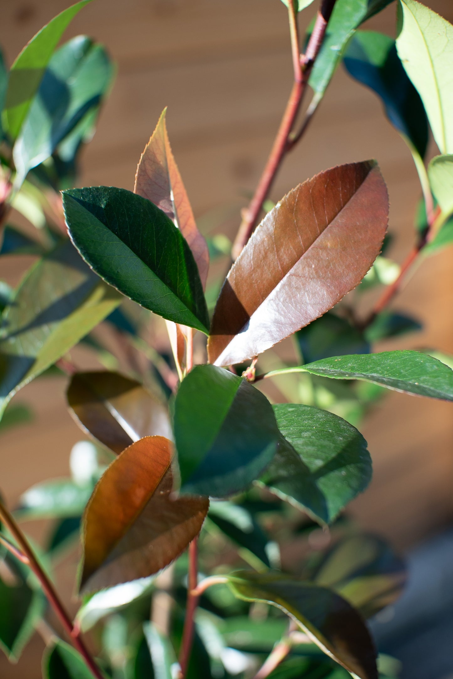 Photinia Red Robin