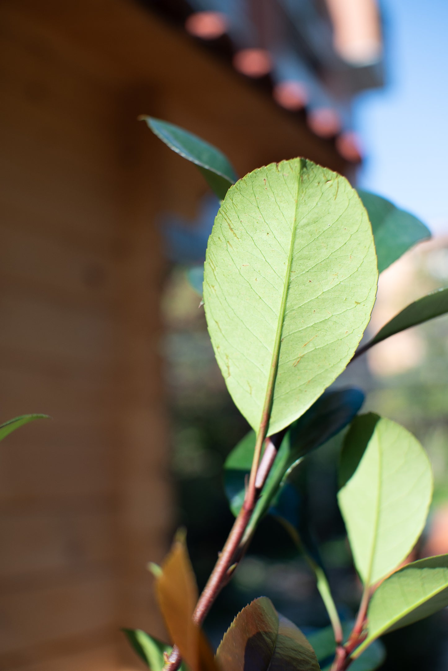 Photinia Red Robin
