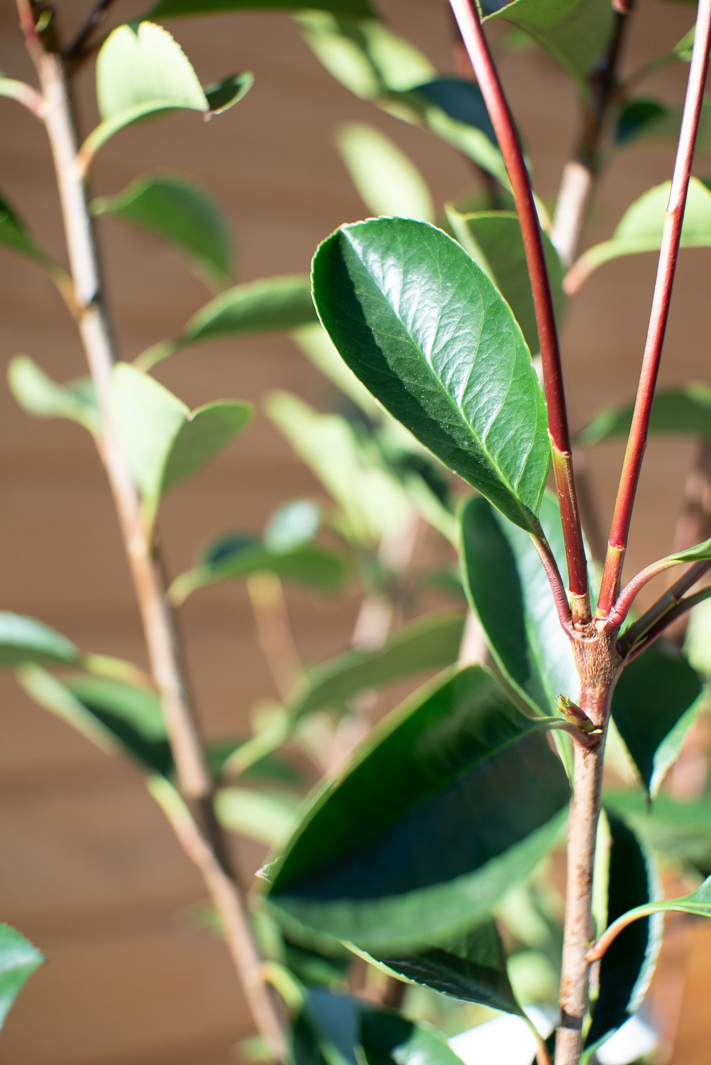 Photinia Red Robin