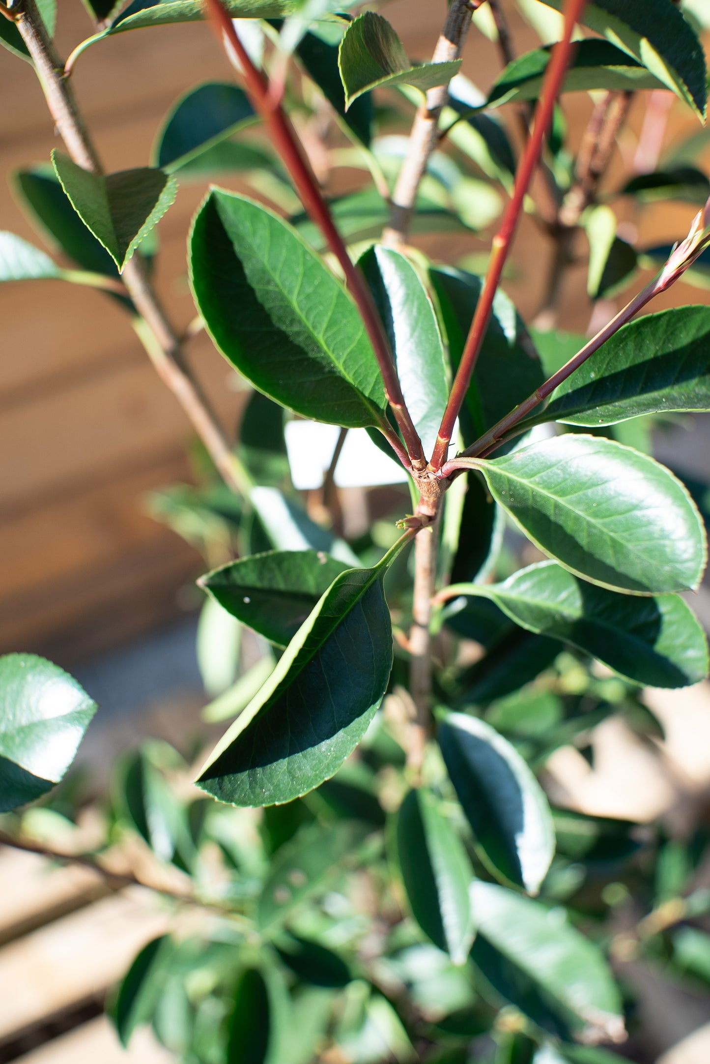 Photinia Red Robin