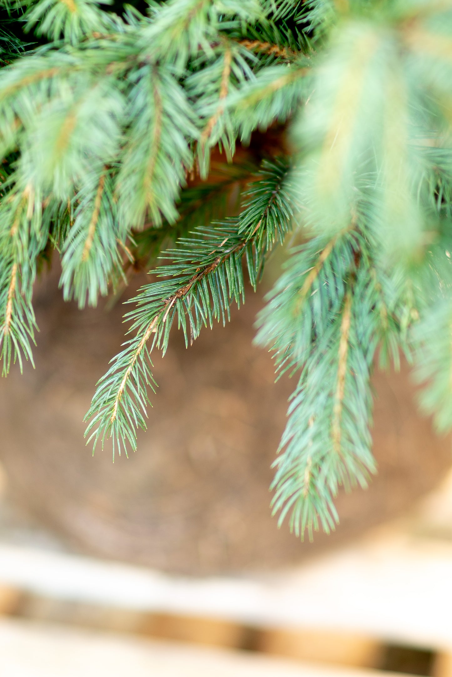 Abete Argentato 'Picea Pungens Glauca'