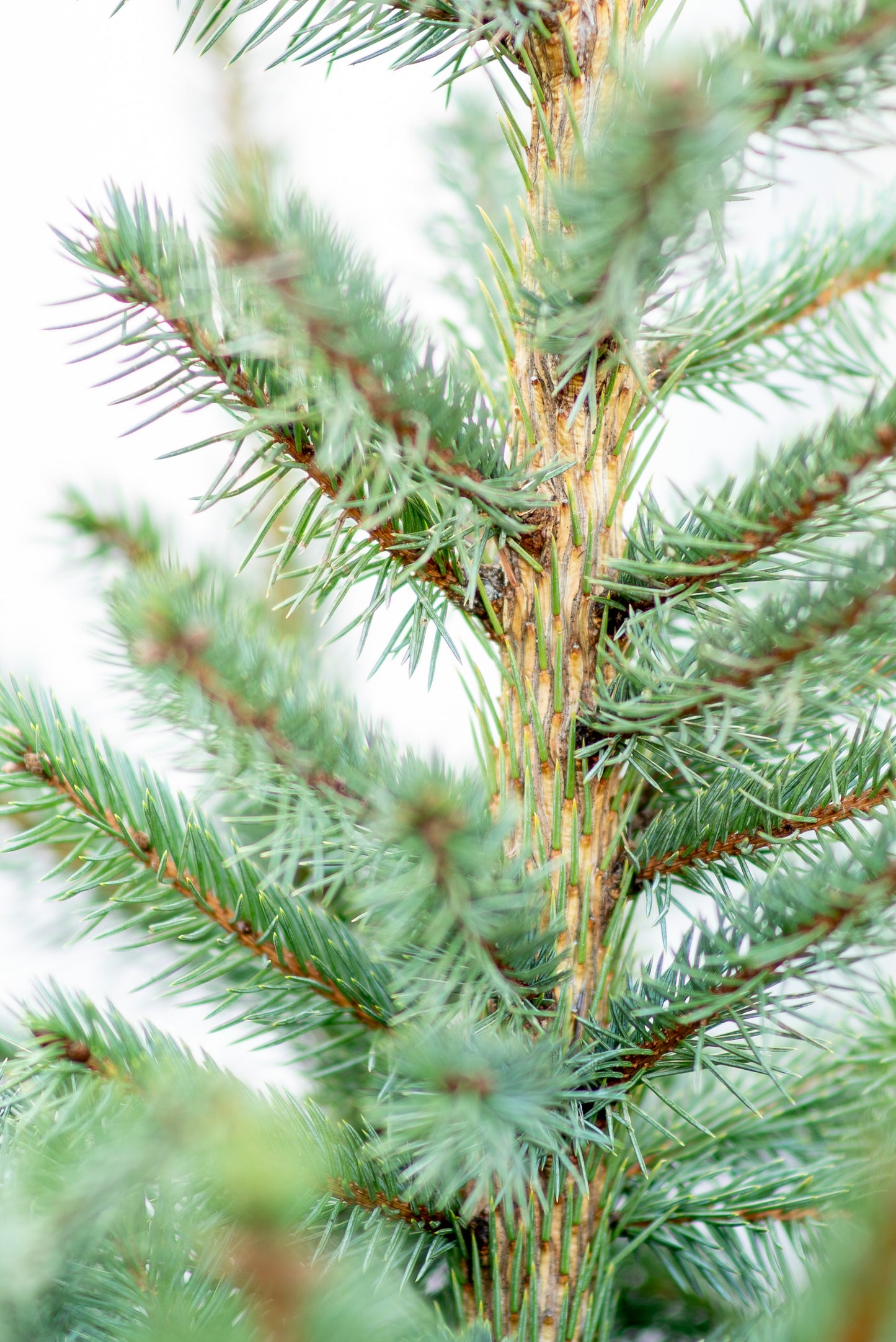 Abete Argentato 'Picea Pungens Glauca'
