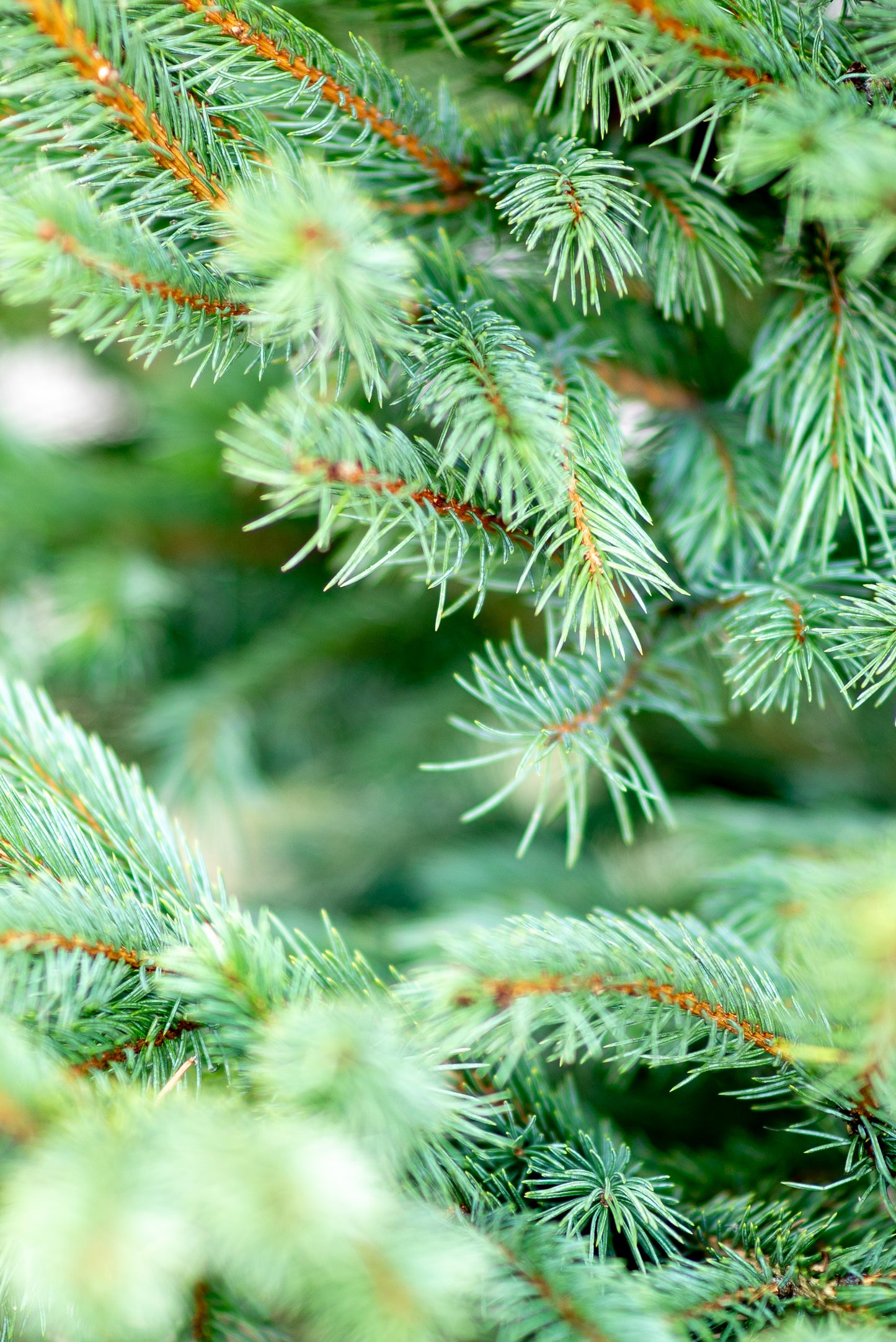 Abete Argentato 'Picea Pungens Glauca'