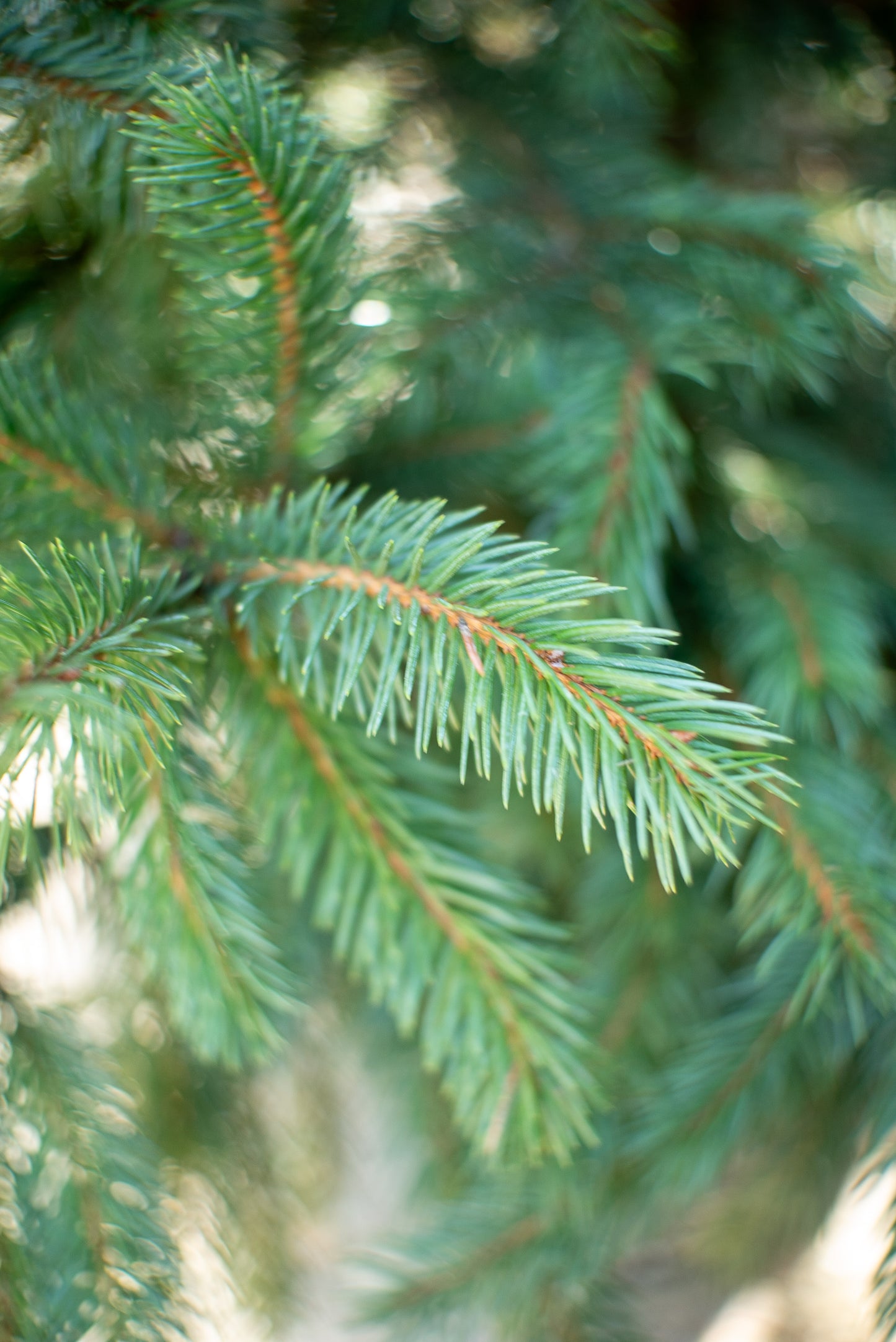 Abete Argentato 'Picea Pungens Glauca'