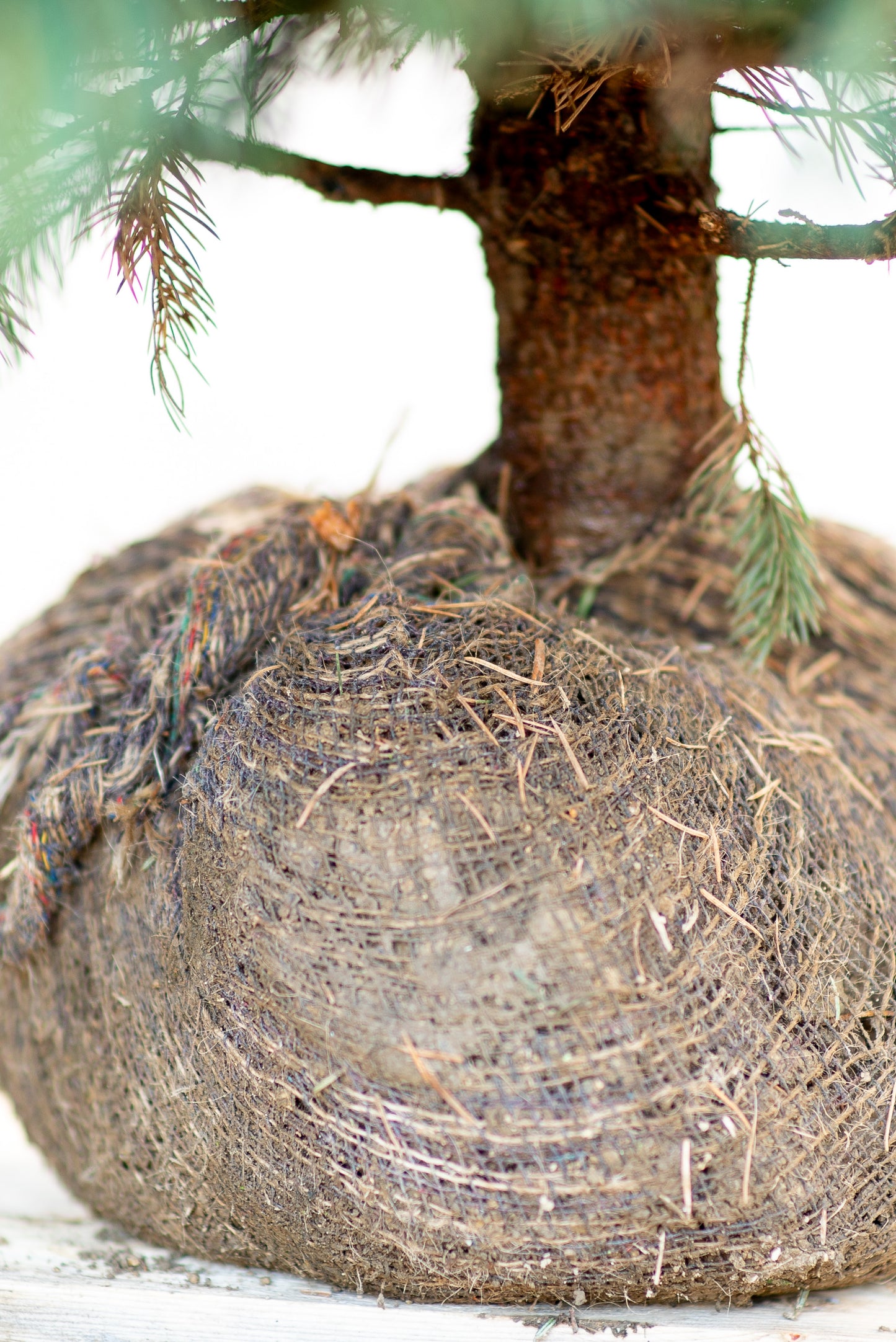 Abete Argentato 'Picea Pungens Glauca'