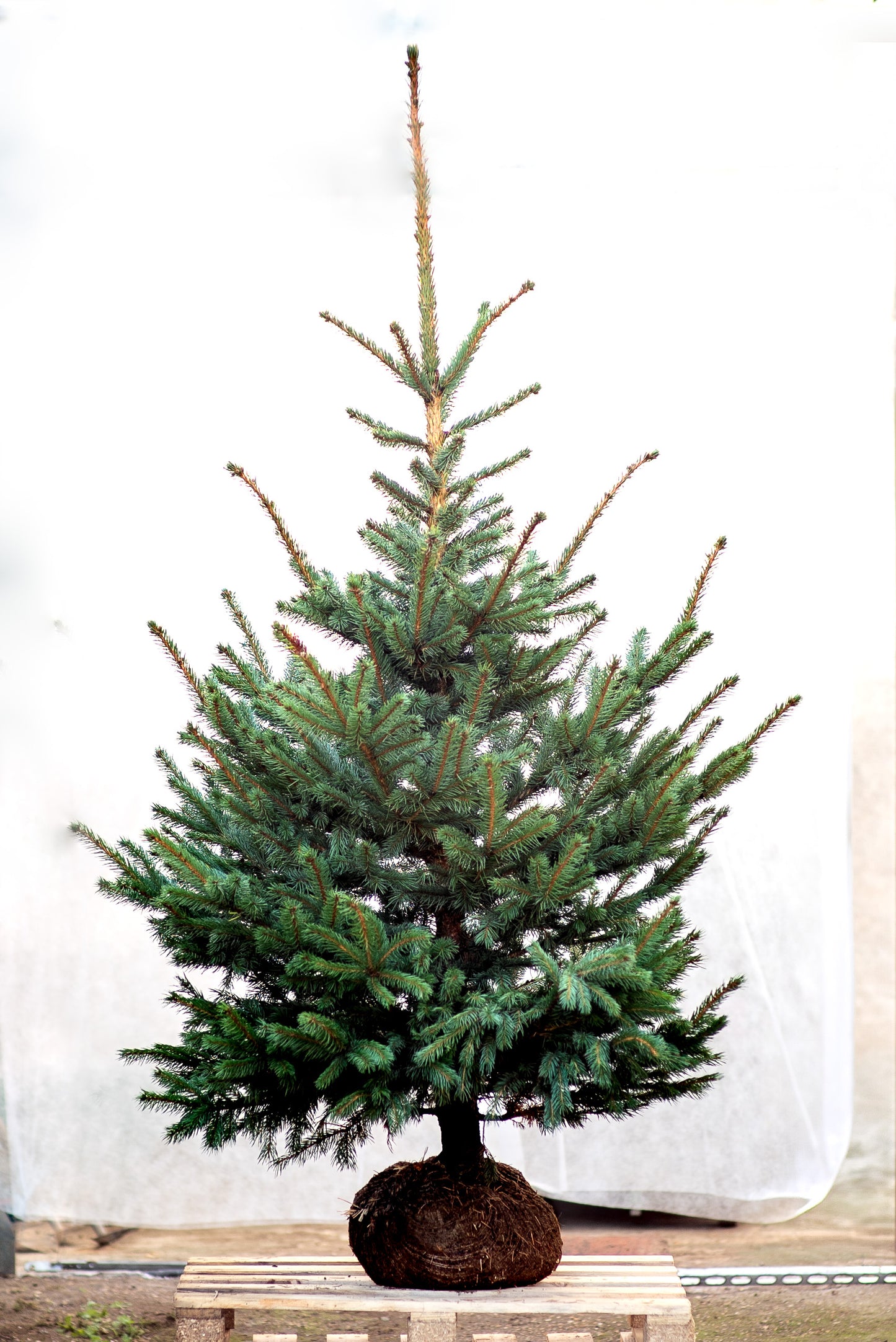 Abete Argentato 'Picea Pungens Glauca'