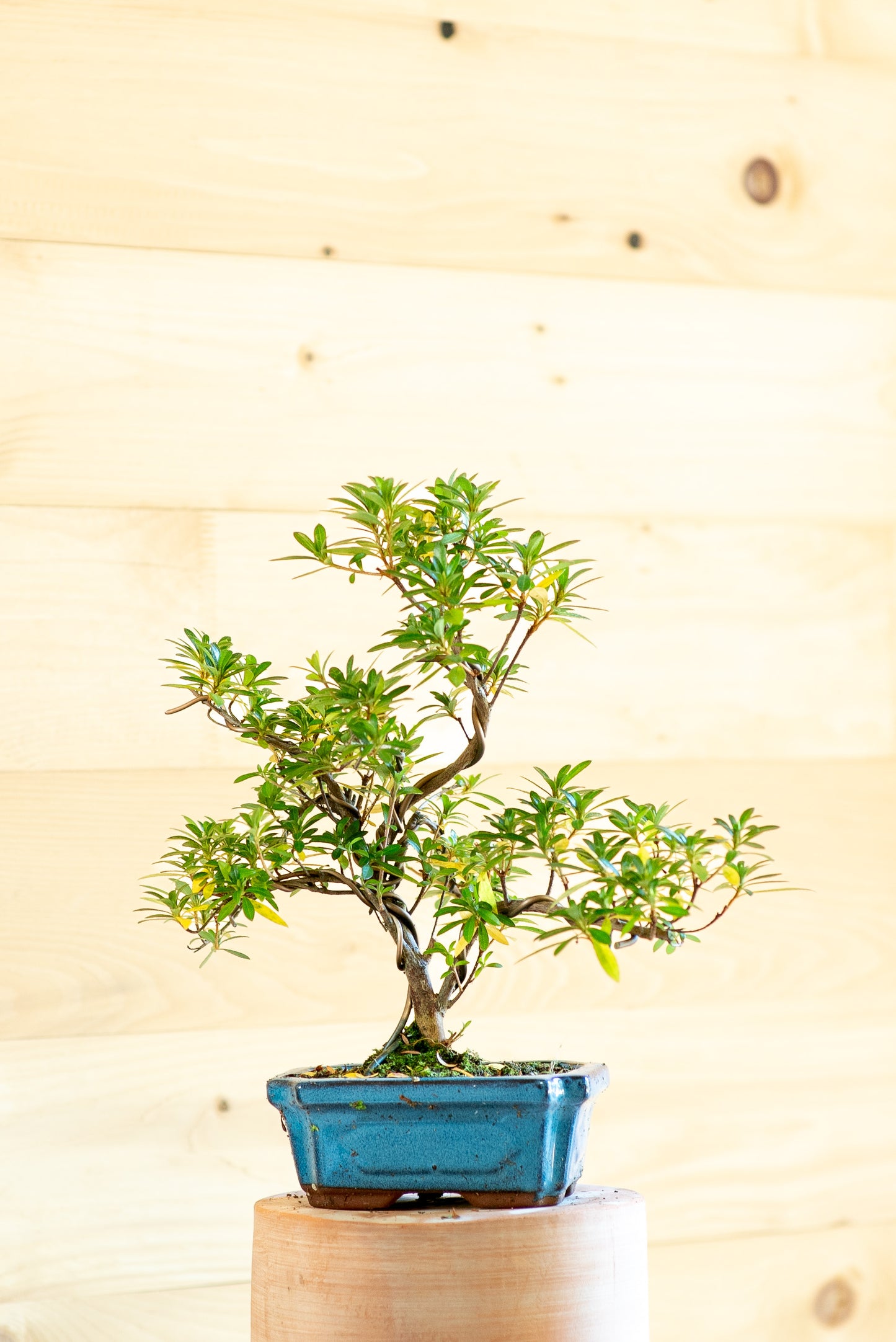 Rhododendro Azalea