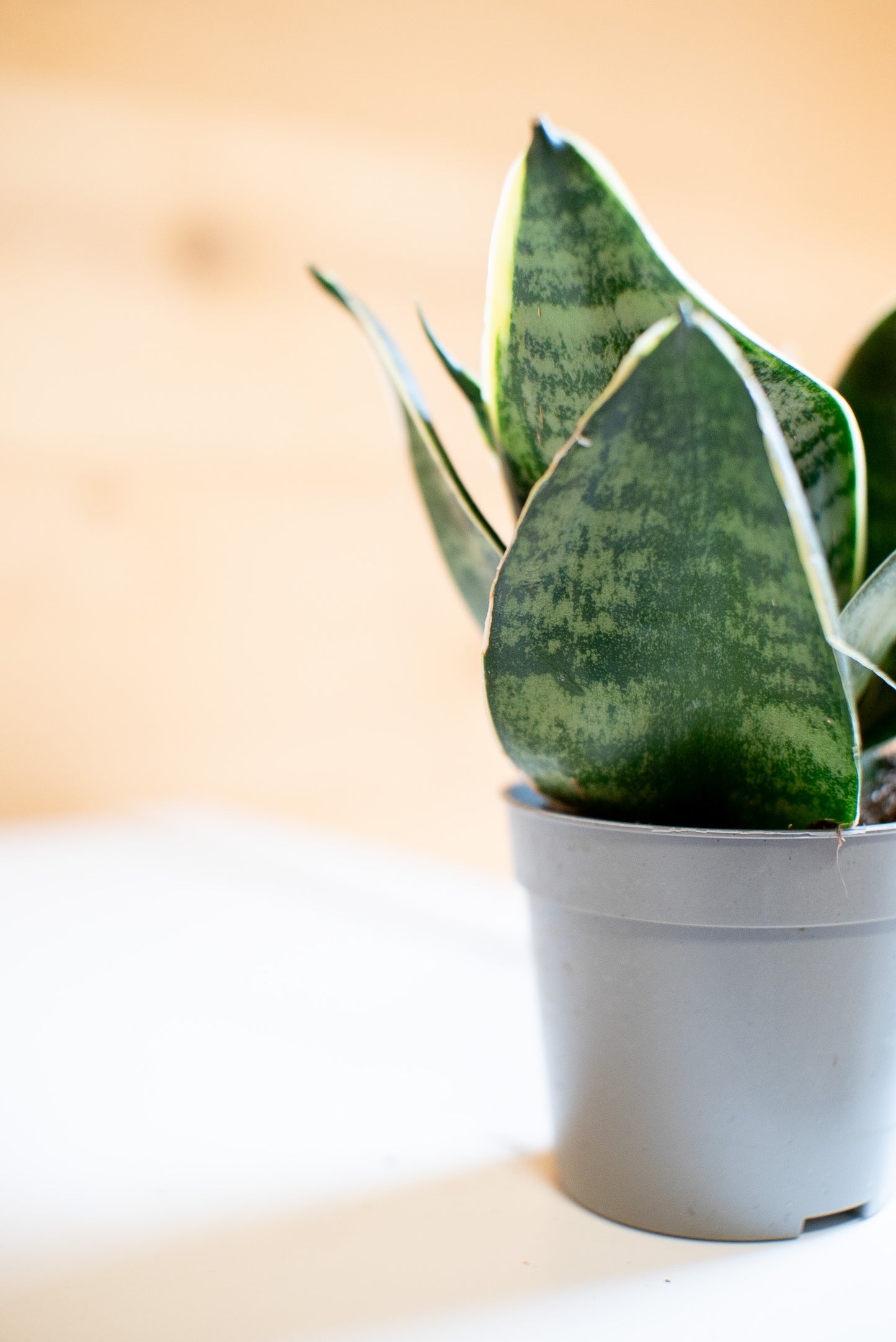 Sansevieria